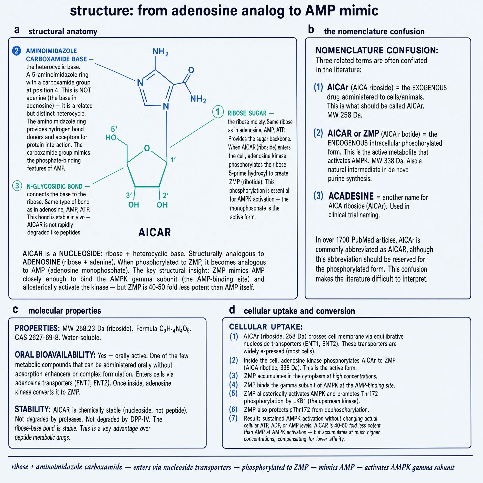 AICAR structure, AICAr versus ZMP nomenclature, molecular properties, and the seven-step uptake-to-AMPK path