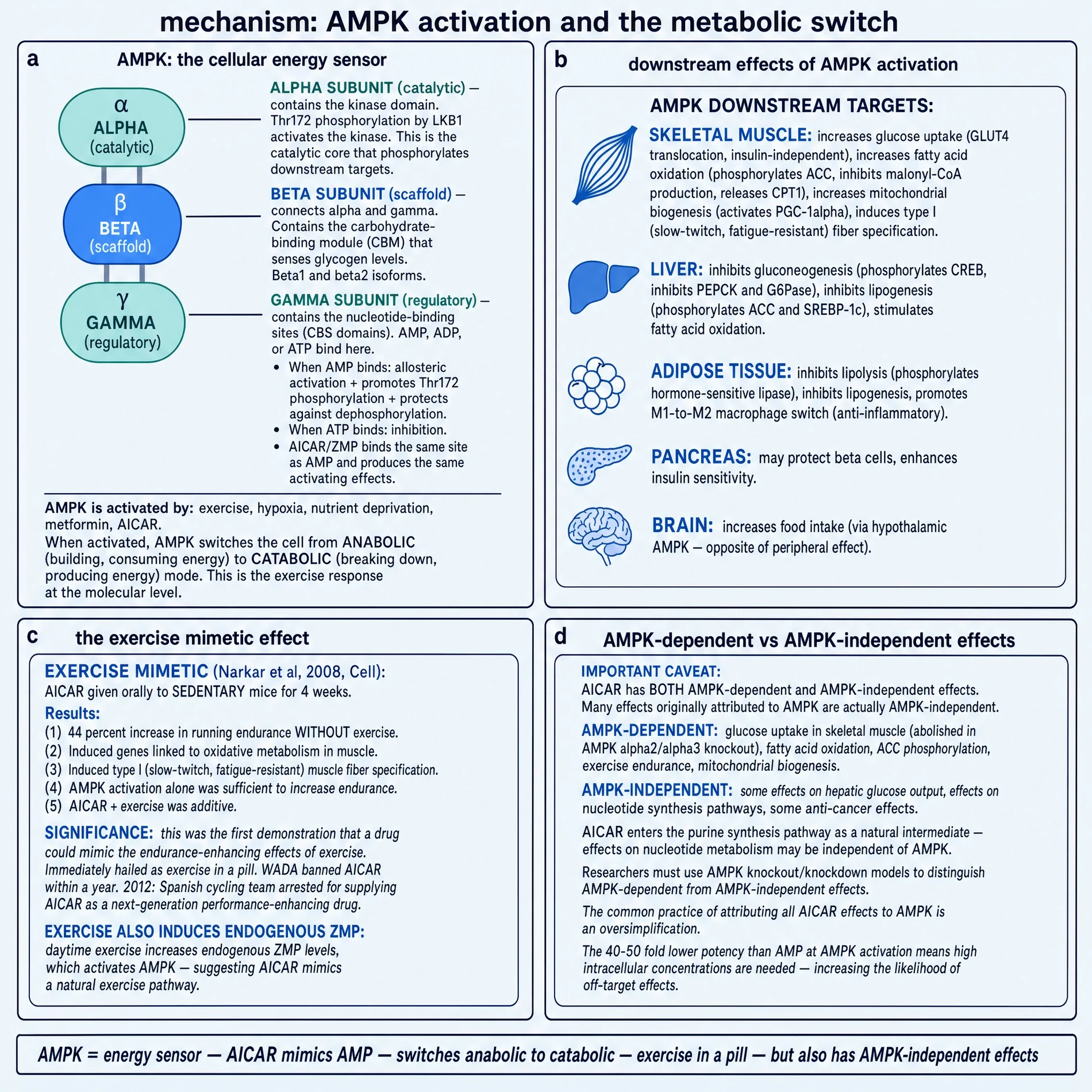 AMPK heterotrimer, tissue downstream effects, Narkar 2008 exercise mimetic framing, and AMPK-dependent versus independent actions