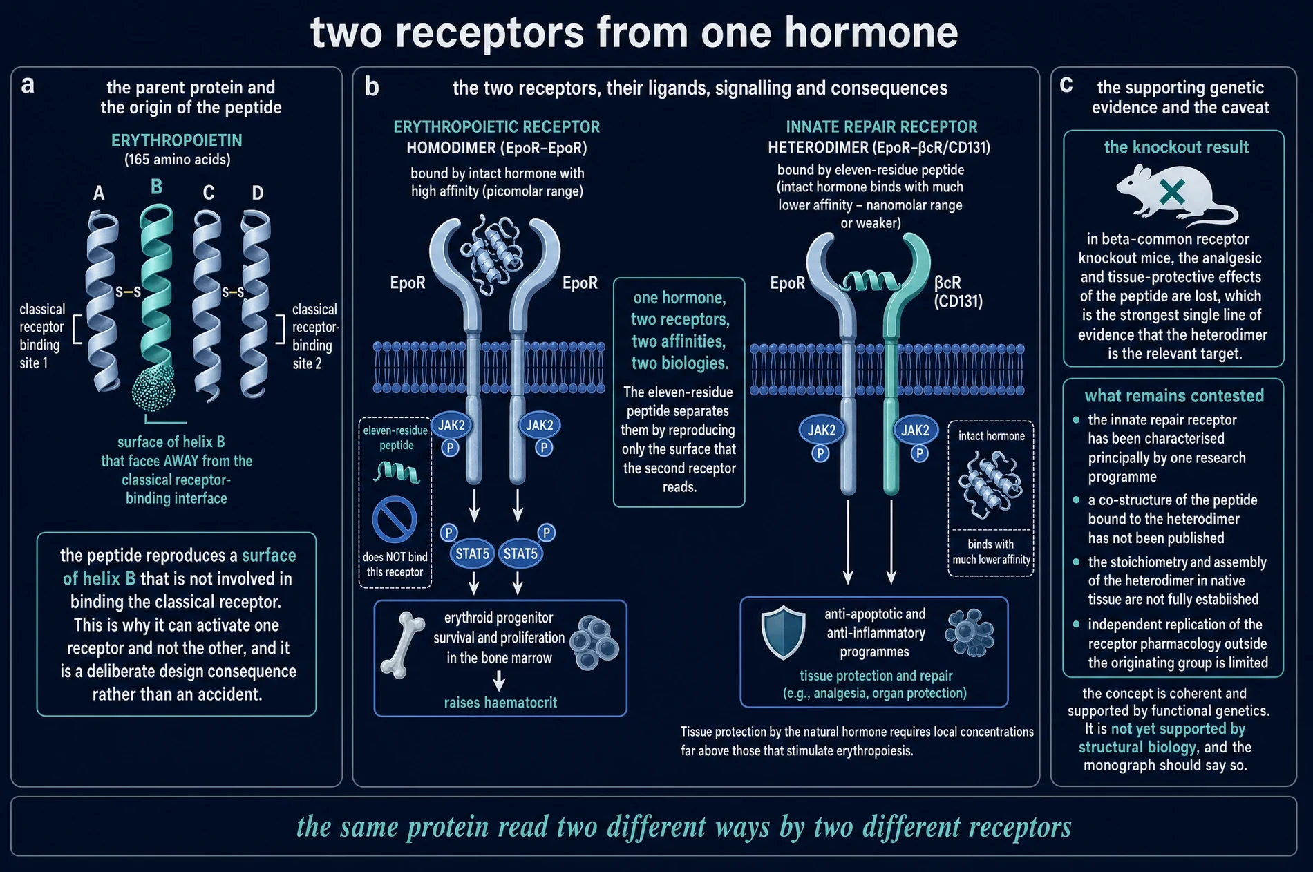 commissioned plate: receptors