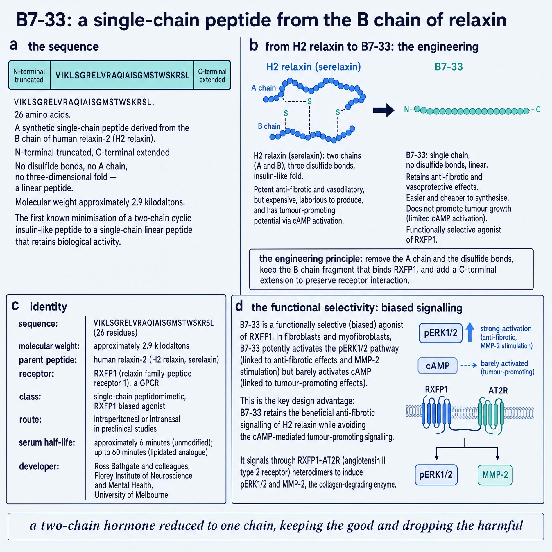 B7-33 as a single-chain H2-relaxin B-chain peptide: sequence, engineering from two-chain H2, identity card, and biased pERK versus cAMP signalling