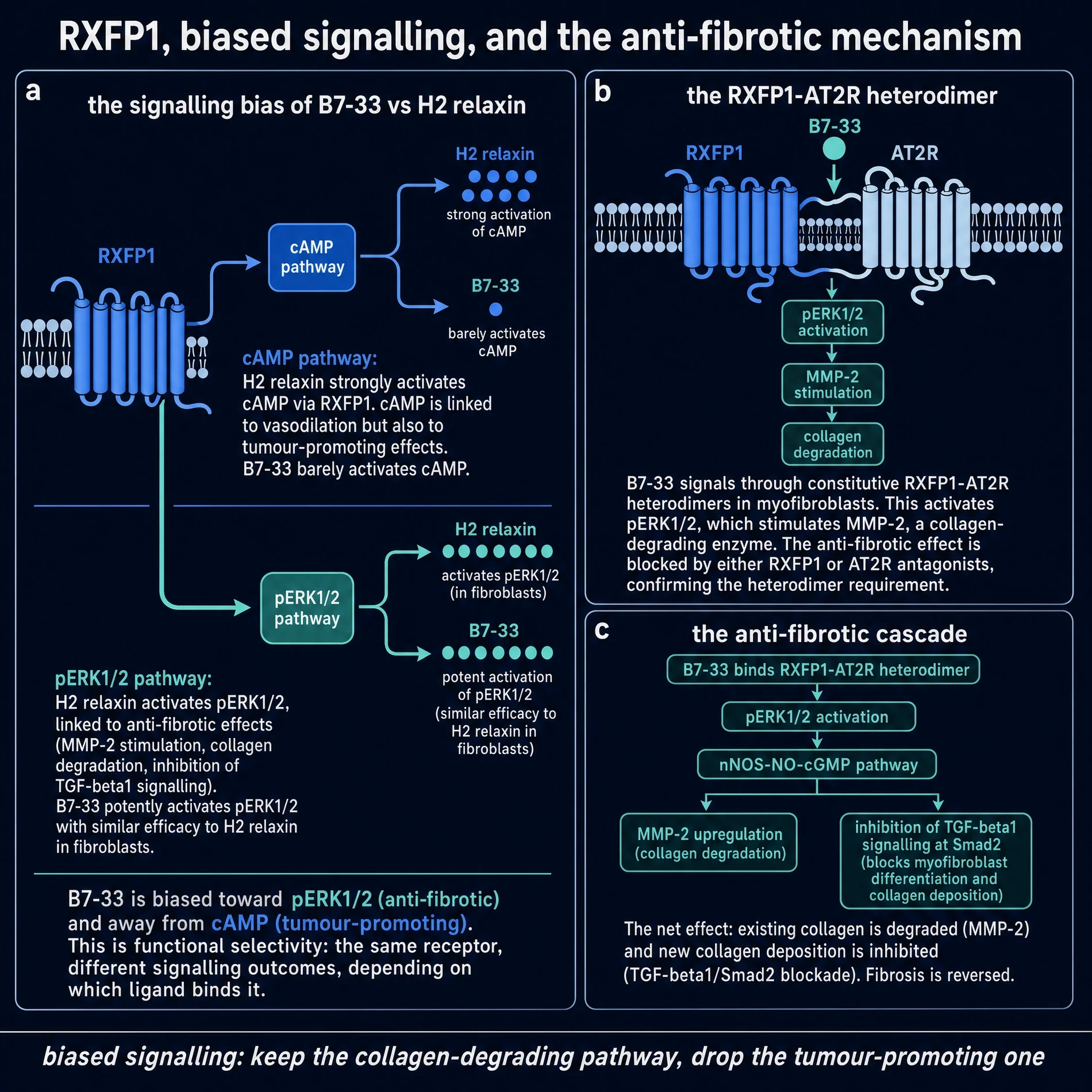 RXFP1 biased signalling of B7-33 versus H2 relaxin: pERK and MMP-2 retained, cAMP weakened, RXFP1-AT2R heterodimer cascade