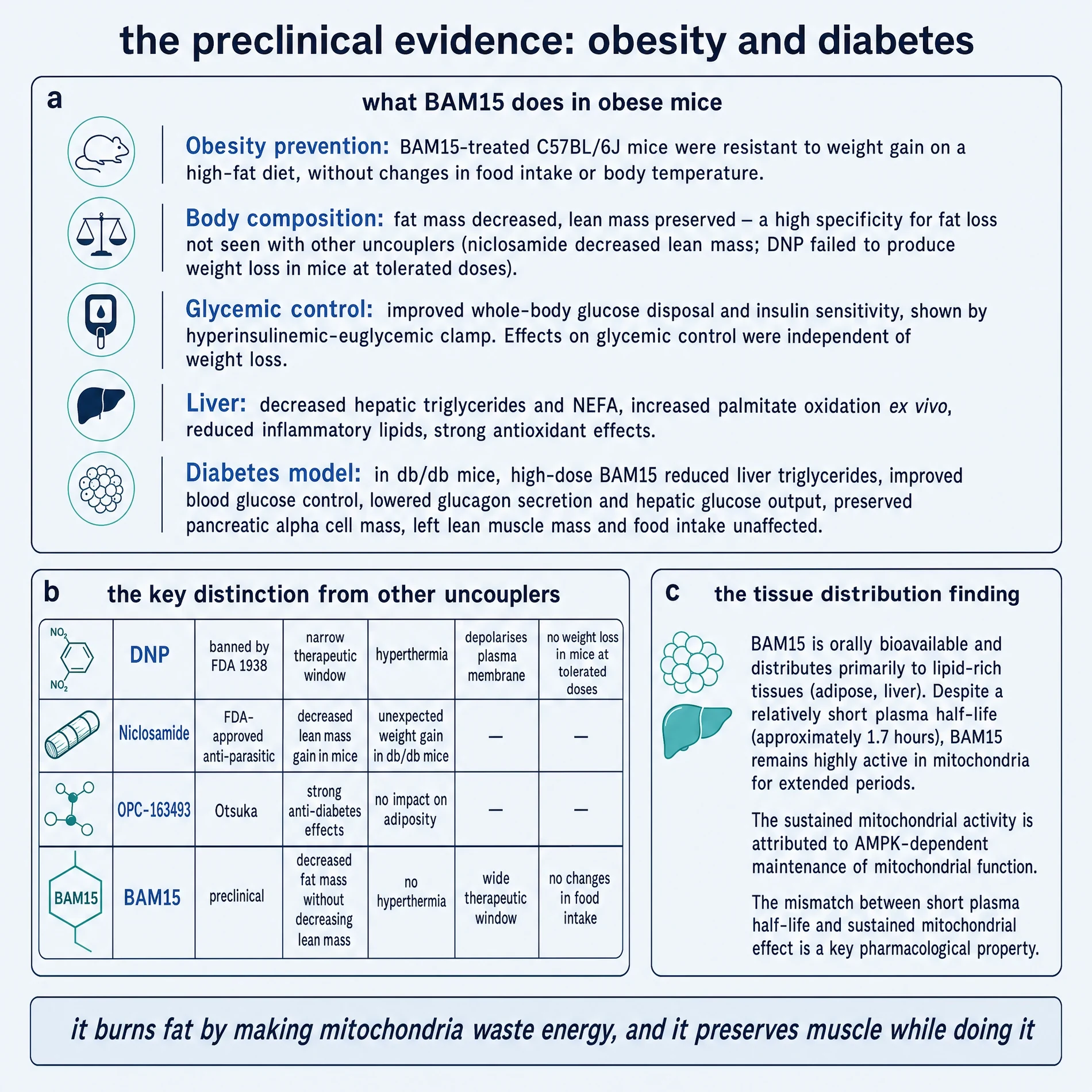 Preclinical evidence for BAM15 in obese and diabetic mice: prevention, body composition, glycaemia, liver effects, and comparison with other uncouplers