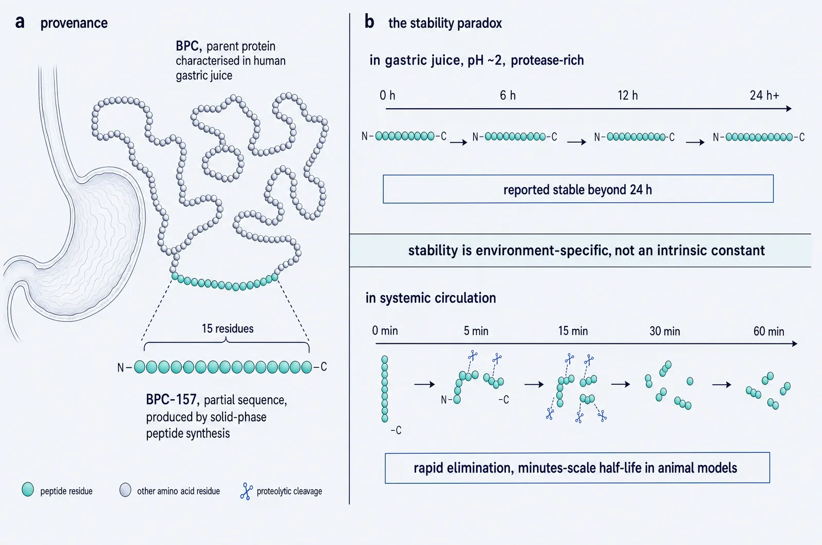 Two-part figure. Left: a parent protein chain against a faint stomach outline, with a fifteen-residue stretch highlighted and pulled out as BPC-157. Right: two time-tracks, one showing the peptide intact beyond twenty-four hours in gastric juice, the other showing it cleaved into fragments within an hour in circulation.