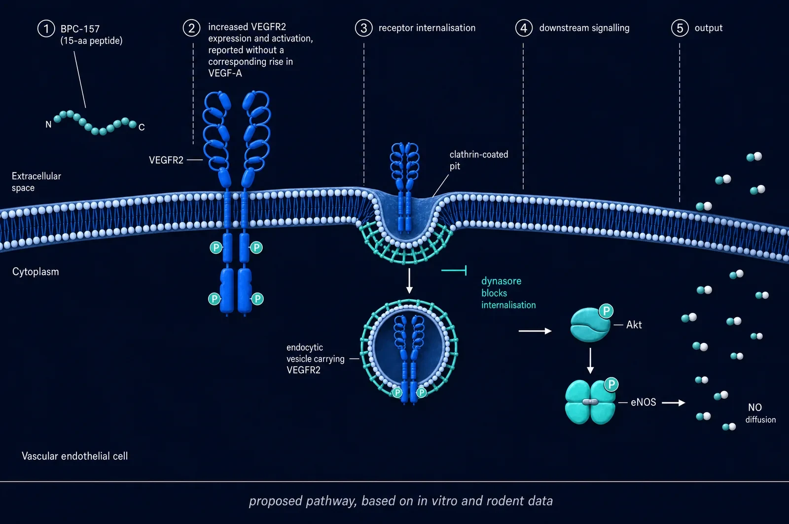 Cross-section of a vascular endothelial cell membrane showing, left to right, the BPC-157 peptide, a dimerised VEGFR2 receptor, receptor internalisation through a clathrin-coated pit with dynasore inhibition marked, phosphorylated Akt and eNOS, and nitric oxide diffusing away.
