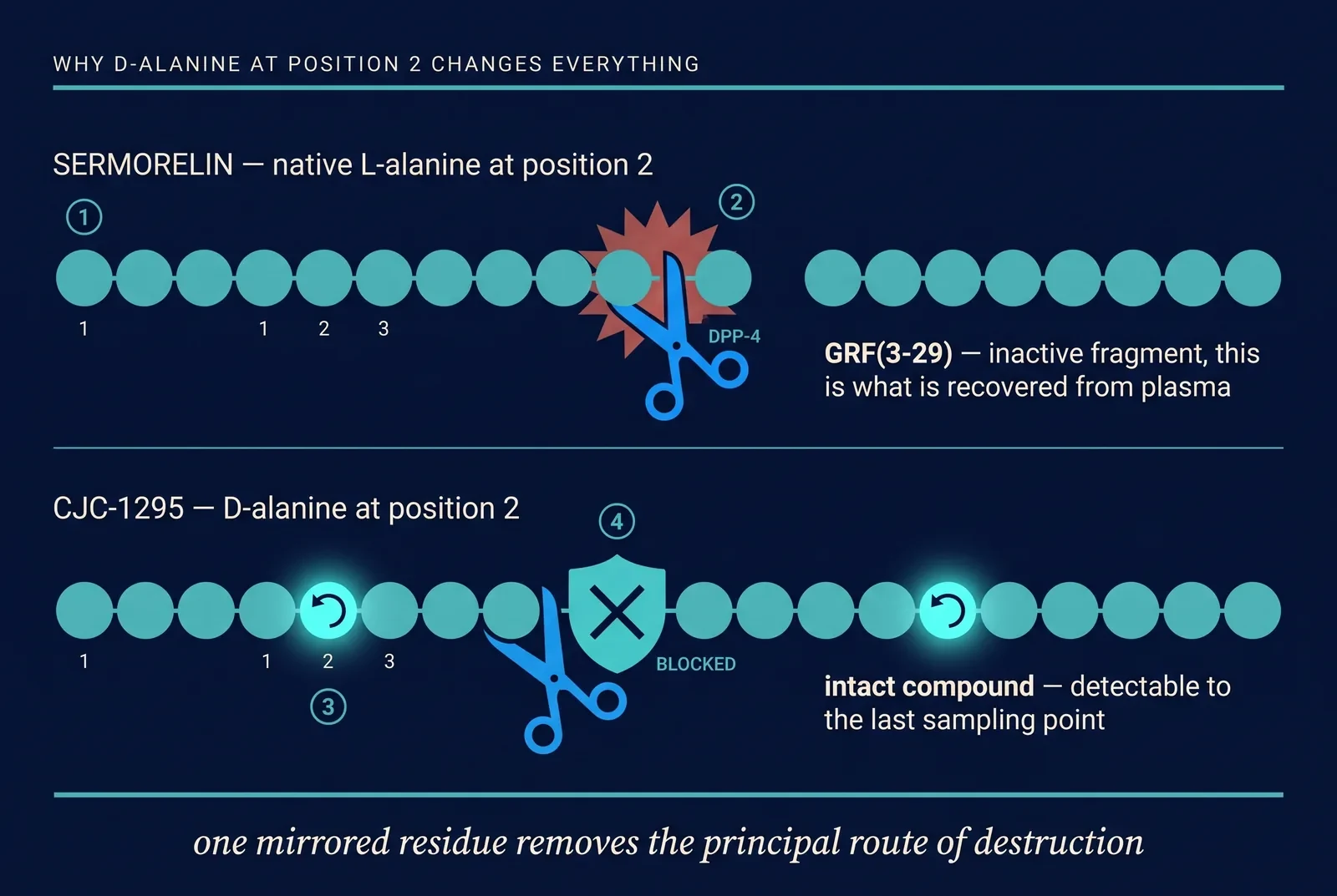 Comparison showing dipeptidyl peptidase-4 cleaving sermorelin but blocked by D-alanine in CJC-1295