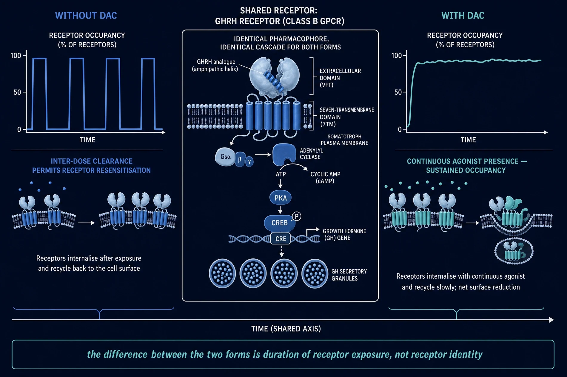 Receptor occupancy over time for both forms flanking a shared GHRH receptor signalling cascade, showing identical pharmacology and different duration
