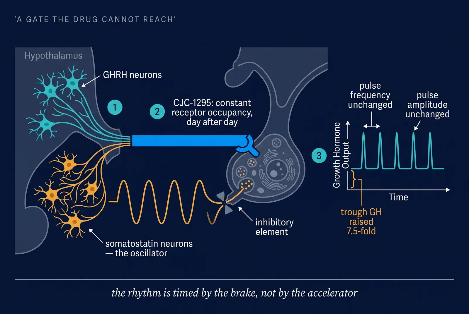 Diagram of somatostatin neurons rhythmically gating a constant GHRH signal to produce pulsatile growth hormone output