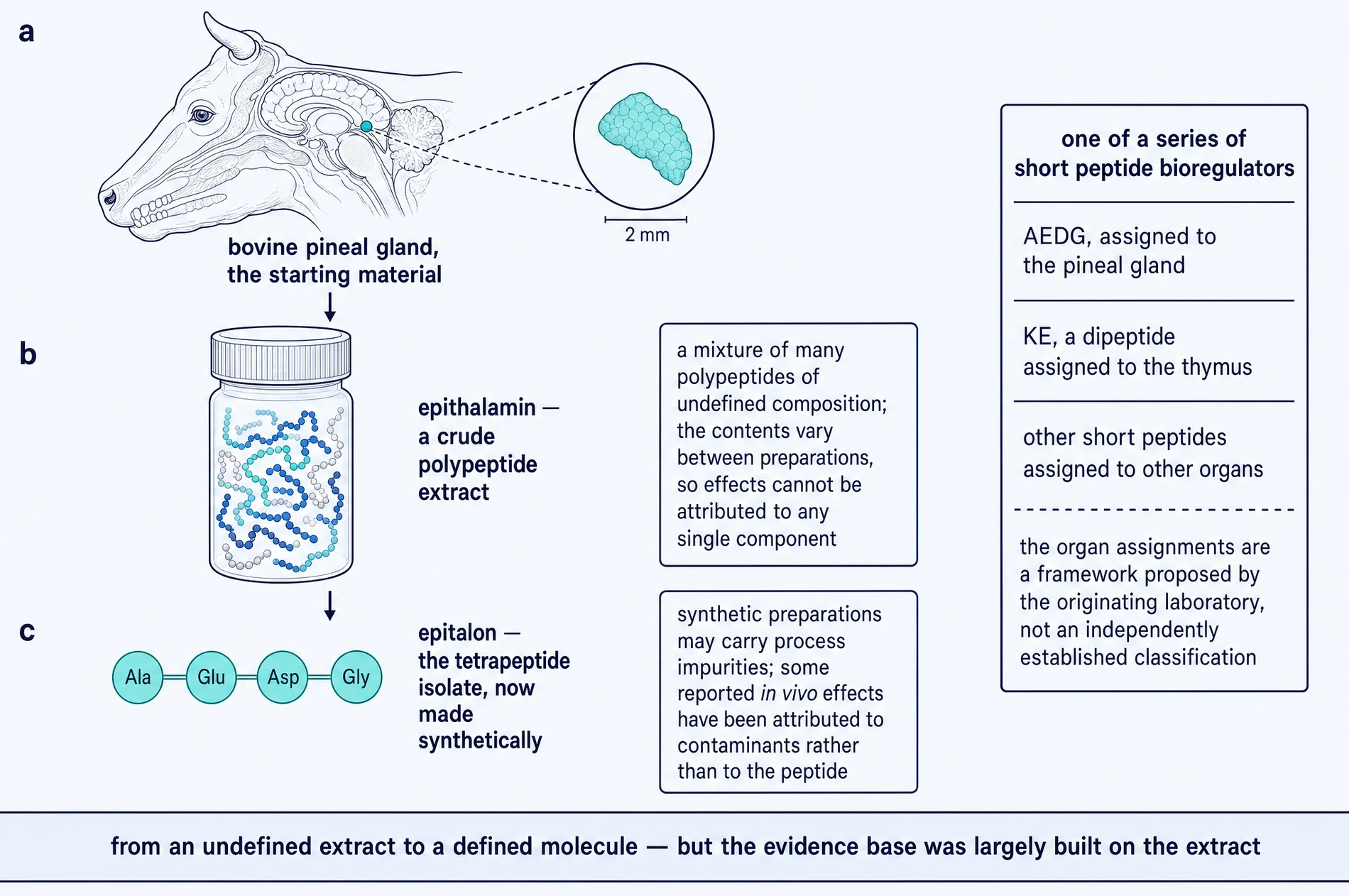 From bovine pineal gland to crude extract to the defined tetrapeptide