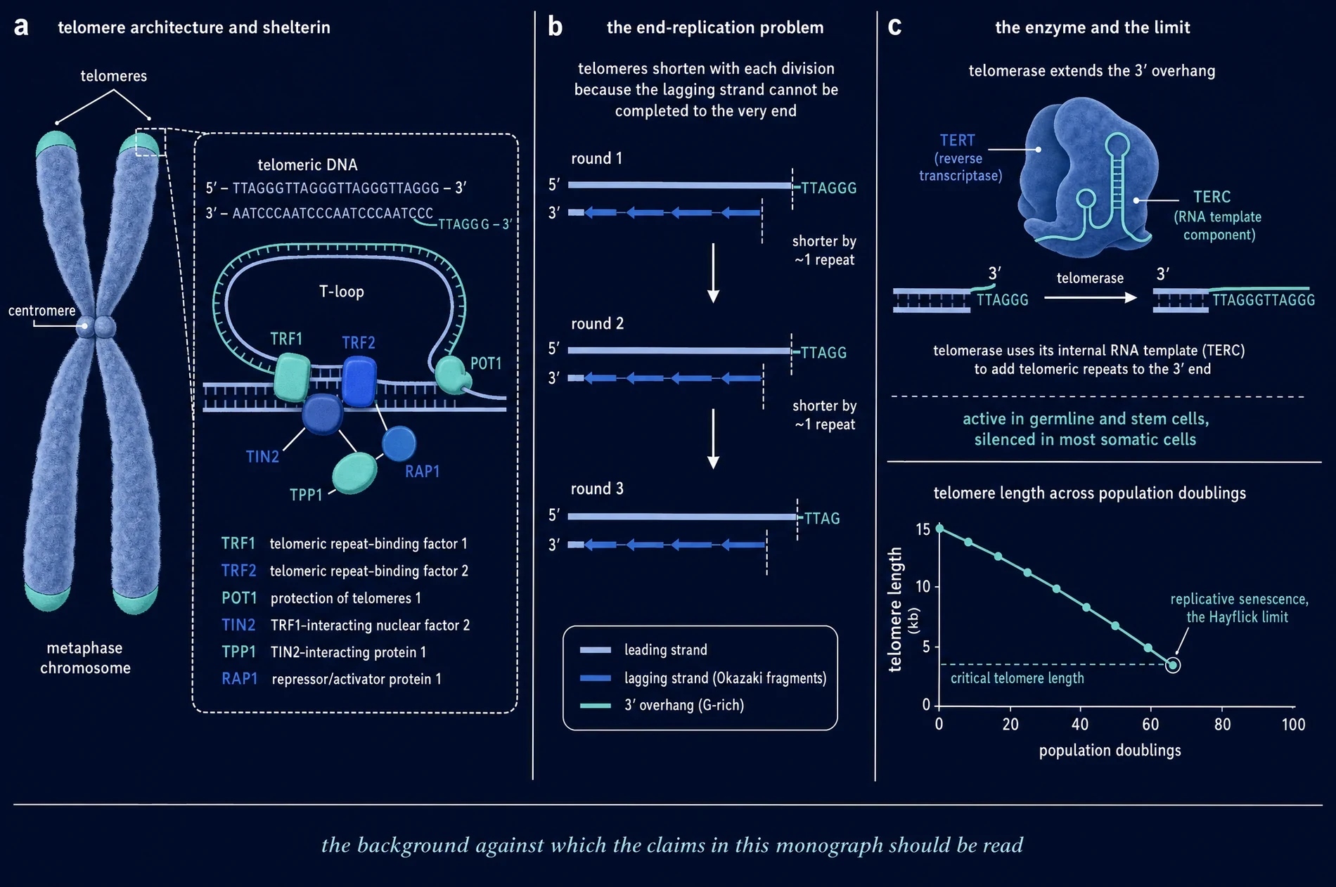 Telomere architecture, the end-replication problem, and telomerase