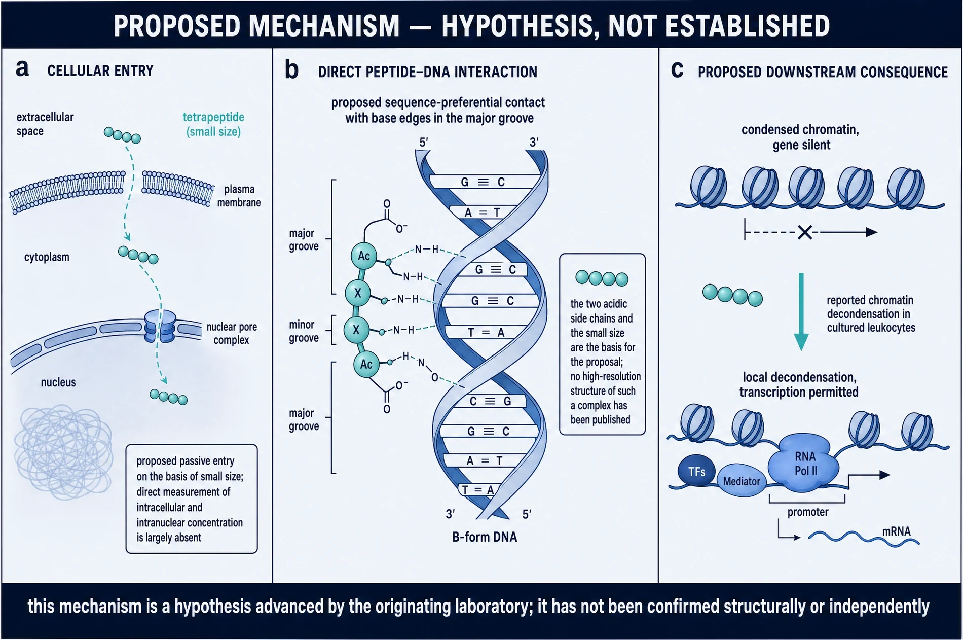 Proposed cellular entry, peptide-DNA contact in the major groove, and chromatin decondensation