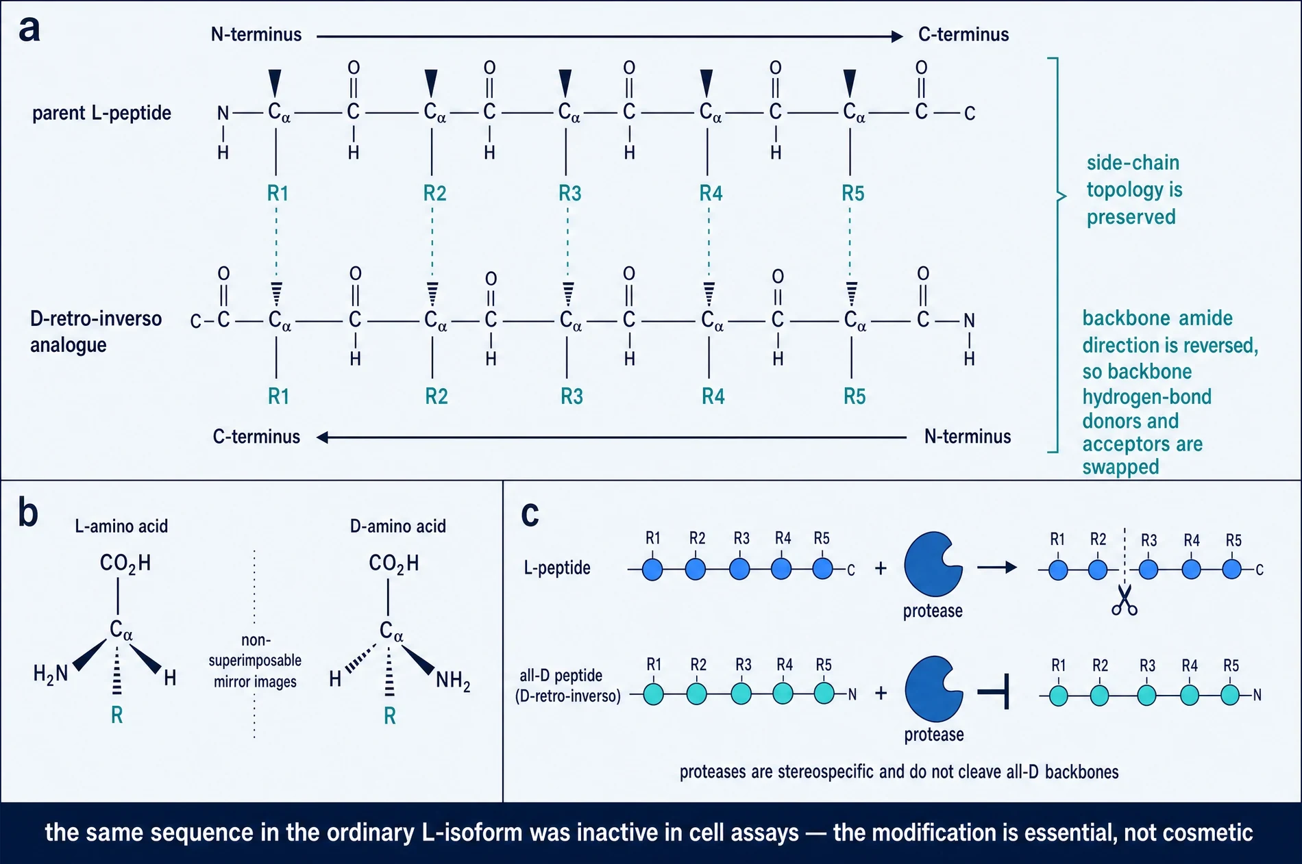 Three-panel chemical diagram. Panel a, a parent L-peptide backbone drawn above its D-retro-inverso analogue, with side chains R1 to R5 aligned vertically between them and the N-to-C direction reversed. Panel b, L- and D-amino acids drawn as mirror images at the alpha carbon. Panel c, a protease cleaving an L-peptide but blocked from cleaving an all-D peptide.