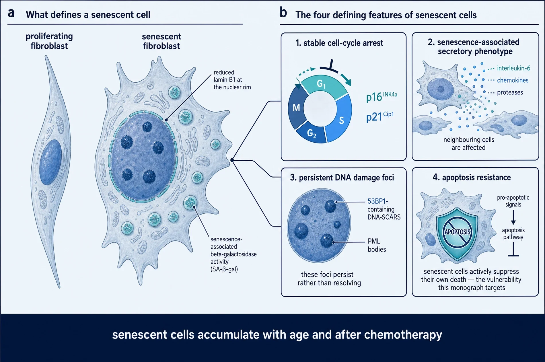 Two-panel diagram. Panel a, a slender proliferating fibroblast beside an enlarged flattened senescent fibroblast with an expanded nucleus, prominent lysosomes and reduced lamin B1 at the nuclear rim. Panel b, four boxes describing stable cell-cycle arrest, the senescence-associated secretory phenotype, persistent DNA damage foci, and apoptosis resistance.