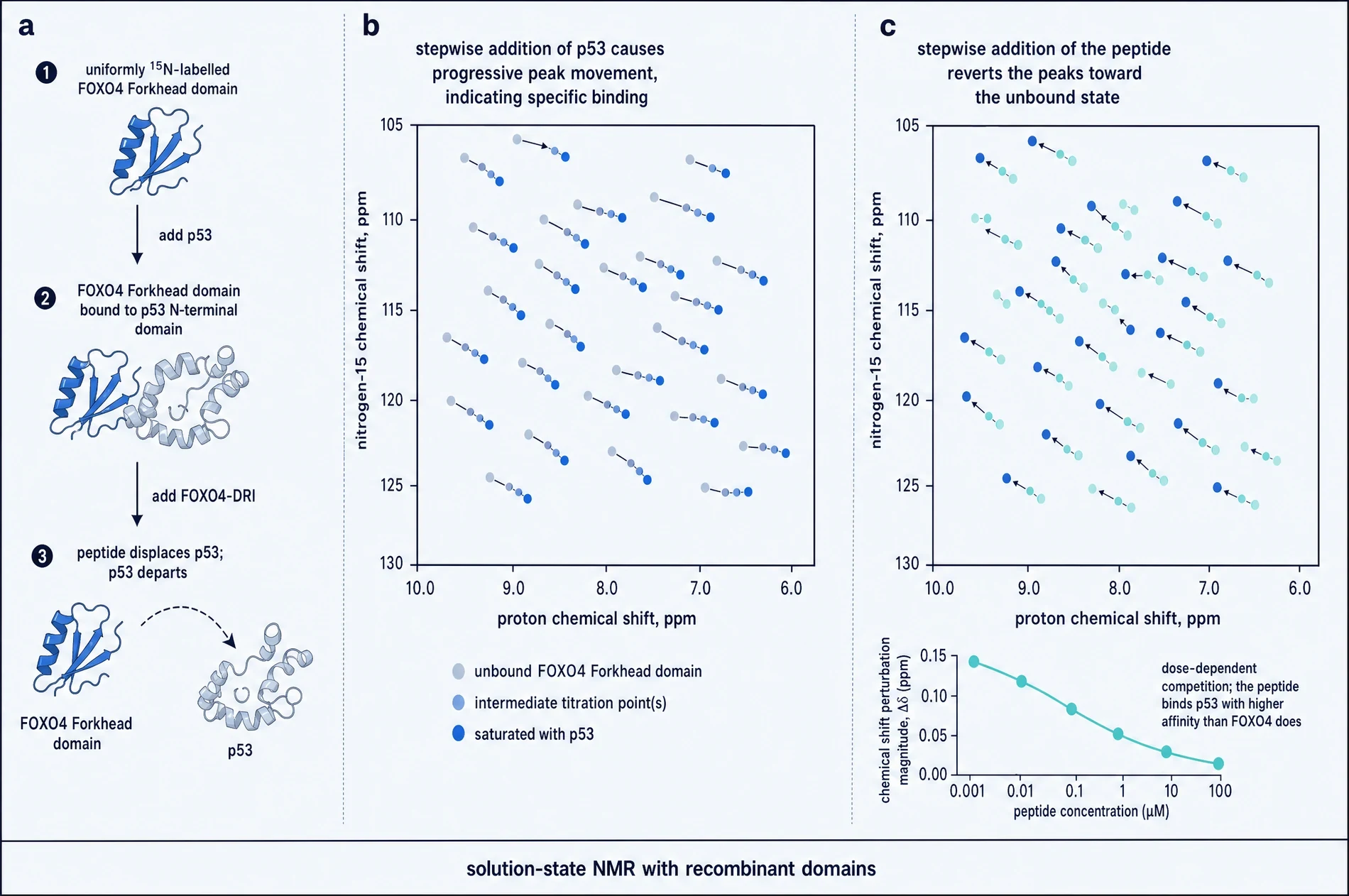 Three-panel figure. Panel a, a schematic of the NMR experiment: labelled FOXO4 Forkhead domain alone, then bound to the p53 N-terminal domain, then displaced by the peptide. Panel b, a two-dimensional proton-nitrogen correlation spectrum showing cross peaks moving progressively on addition of p53. Panel c, the same peaks moving back toward their original positions on addition of the peptide, with a titration curve below showing chemical shift perturbation falling with increasing peptide concentration.