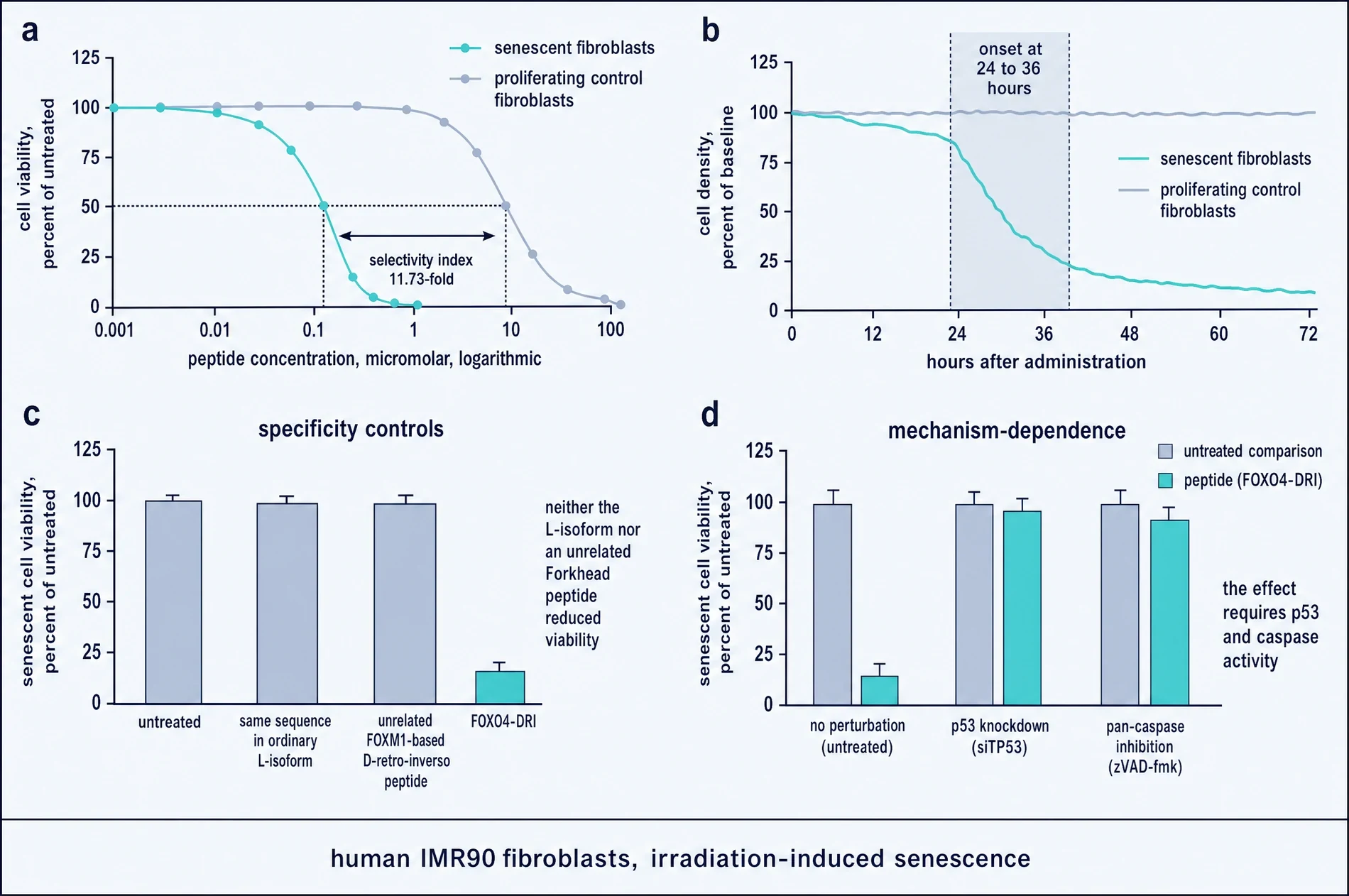 Four-panel figure. Panel a, dose-response viability curves for senescent and proliferating fibroblasts separated by about one order of magnitude, marked as an 11.73-fold selectivity index. Panel b, real-time cell density showing senescent cells falling between 24 and 36 hours while controls stay flat to 72 hours. Panel c, bar chart of specificity controls. Panel d, bar chart showing p53 knockdown and pan-caspase inhibition each abolishing the effect.