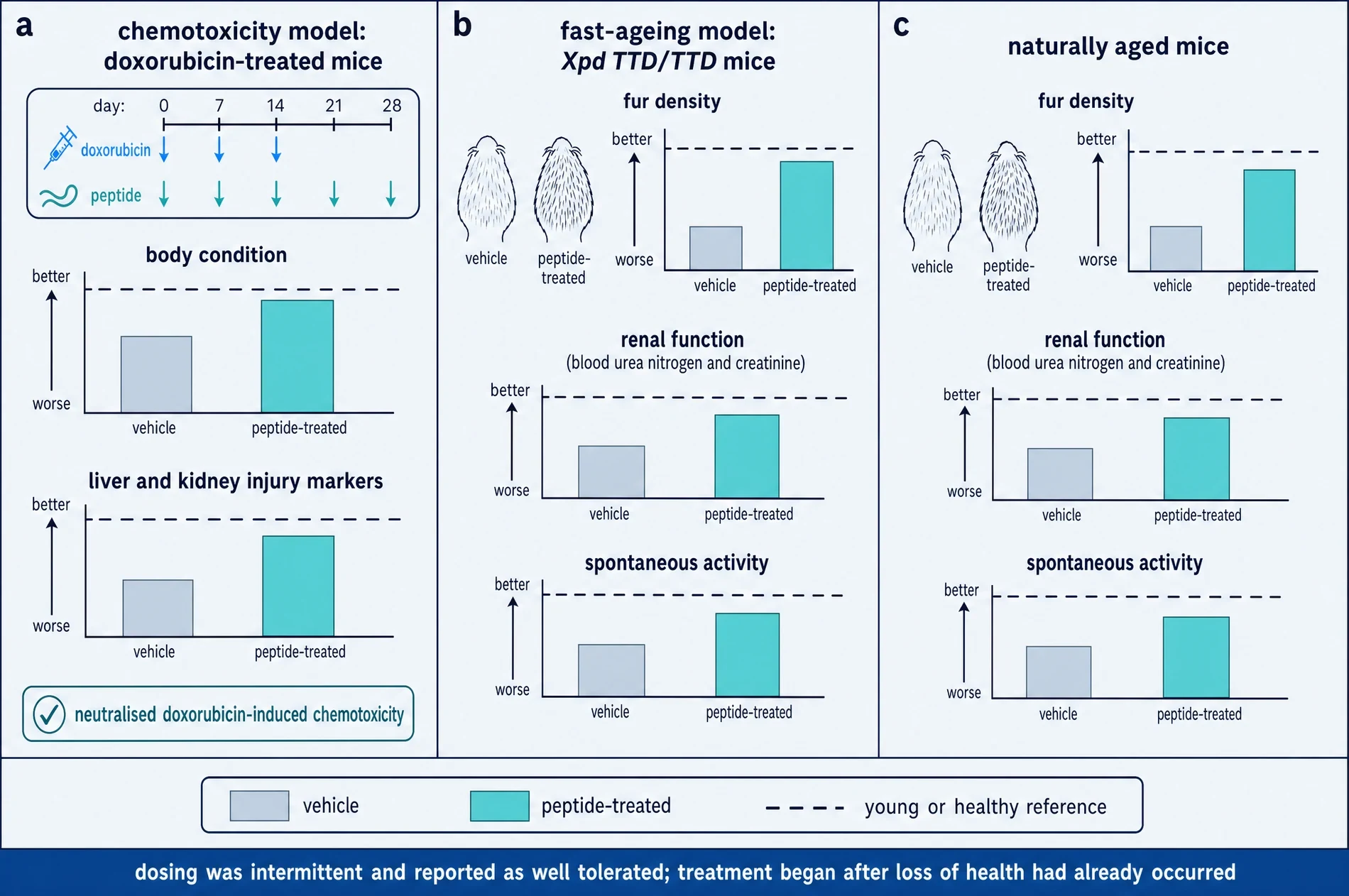 Three-panel figure comparing vehicle and peptide-treated mice. Panel a, a doxorubicin chemotoxicity model with a dosing timeline and bars for body condition and liver and kidney injury markers. Panel b, the Xpd TTD fast-ageing model with bars for fur density, renal function and spontaneous activity. Panel c, naturally aged mice with the same three readouts.