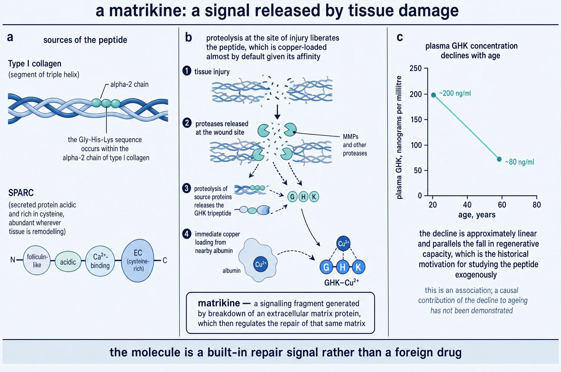 Diagram showing GHK released from collagen and SPARC by proteolysis at a wound, then loaded with copper from albumin, and the reported decline in plasma concentration with age