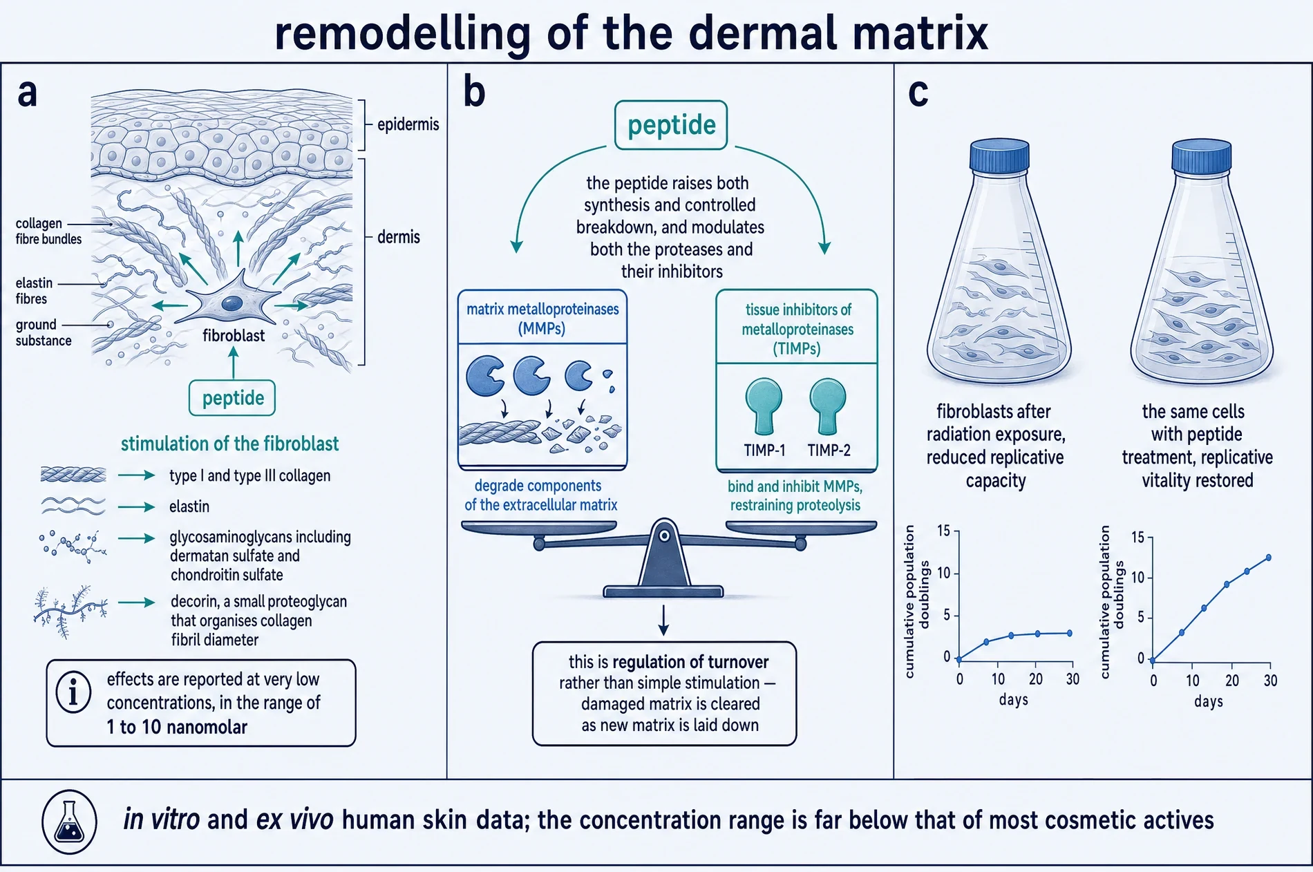 Diagram of dermal matrix remodelling: fibroblast stimulation of collagen, elastin, glycosaminoglycans and decorin, and the balance between matrix metalloproteinases and their inhibitors