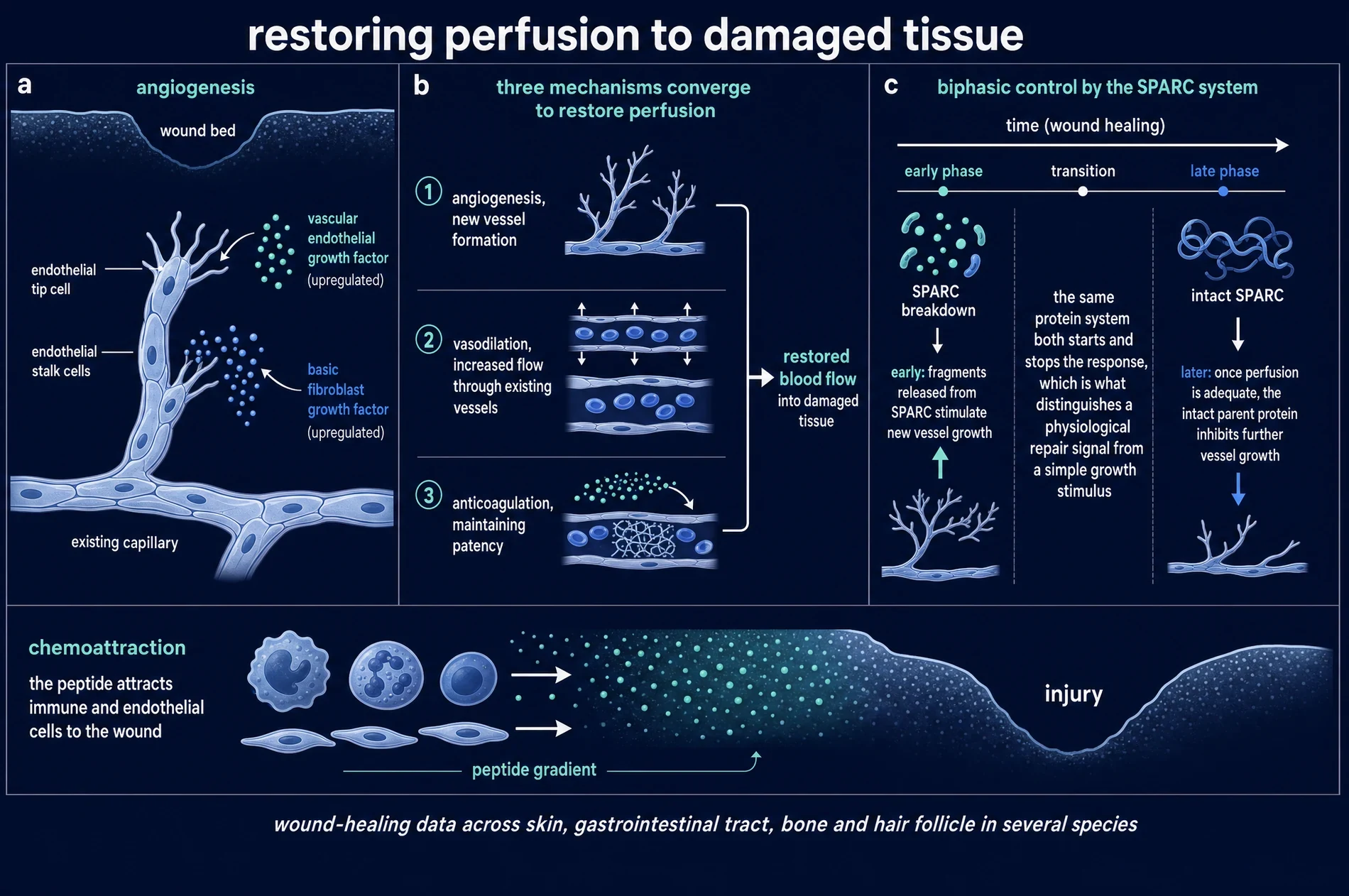 Diagram of angiogenesis, vasodilation and anticoagulation converging to restore blood flow to a wound, with biphasic control by the SPARC system and chemoattraction of repair cells