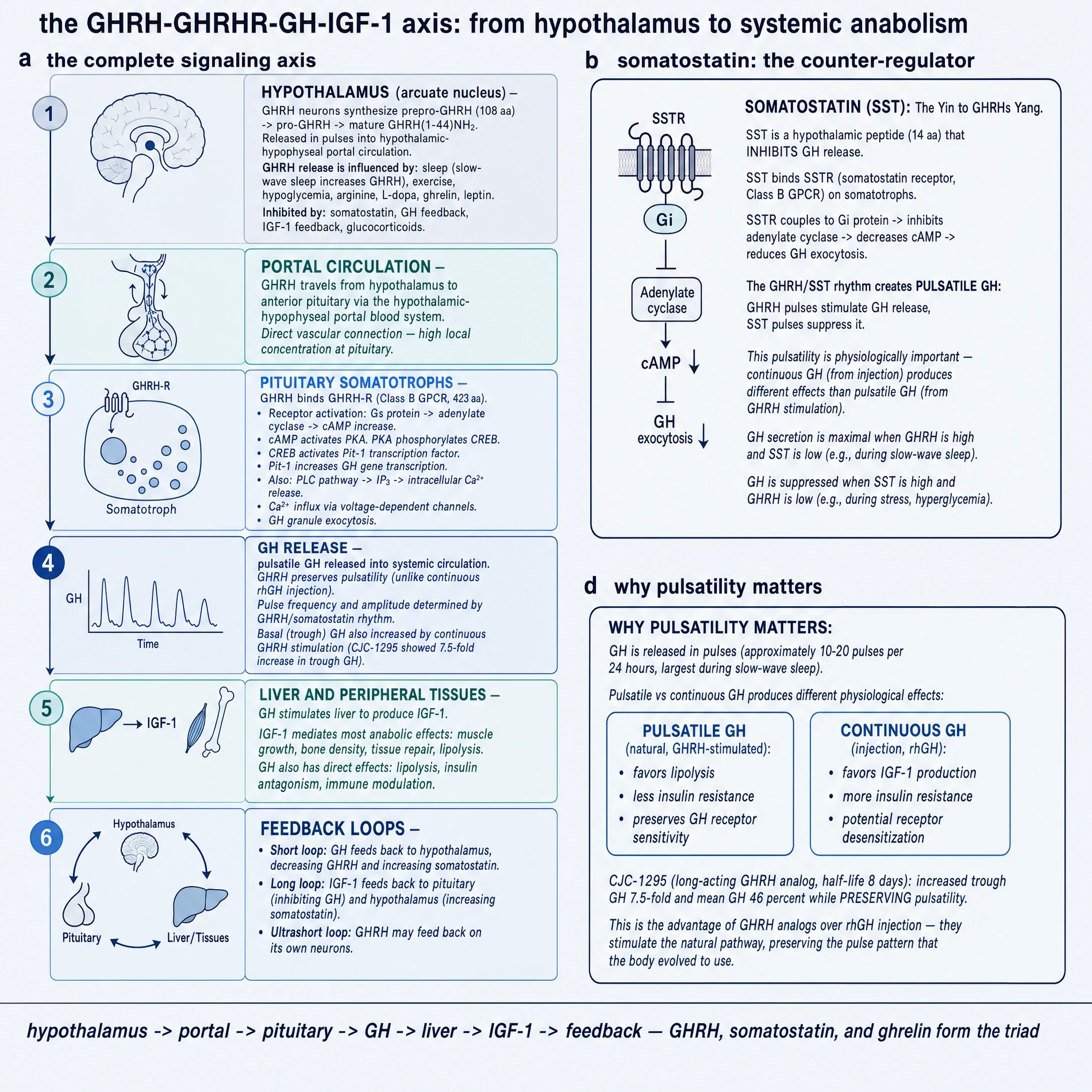 The GHRH-GHRHR-GH-IGF-1 axis from hypothalamus through portal blood, somatotroph signalling, GH release, hepatic IGF-1 and feedback, with somatostatin and pulsatility panels