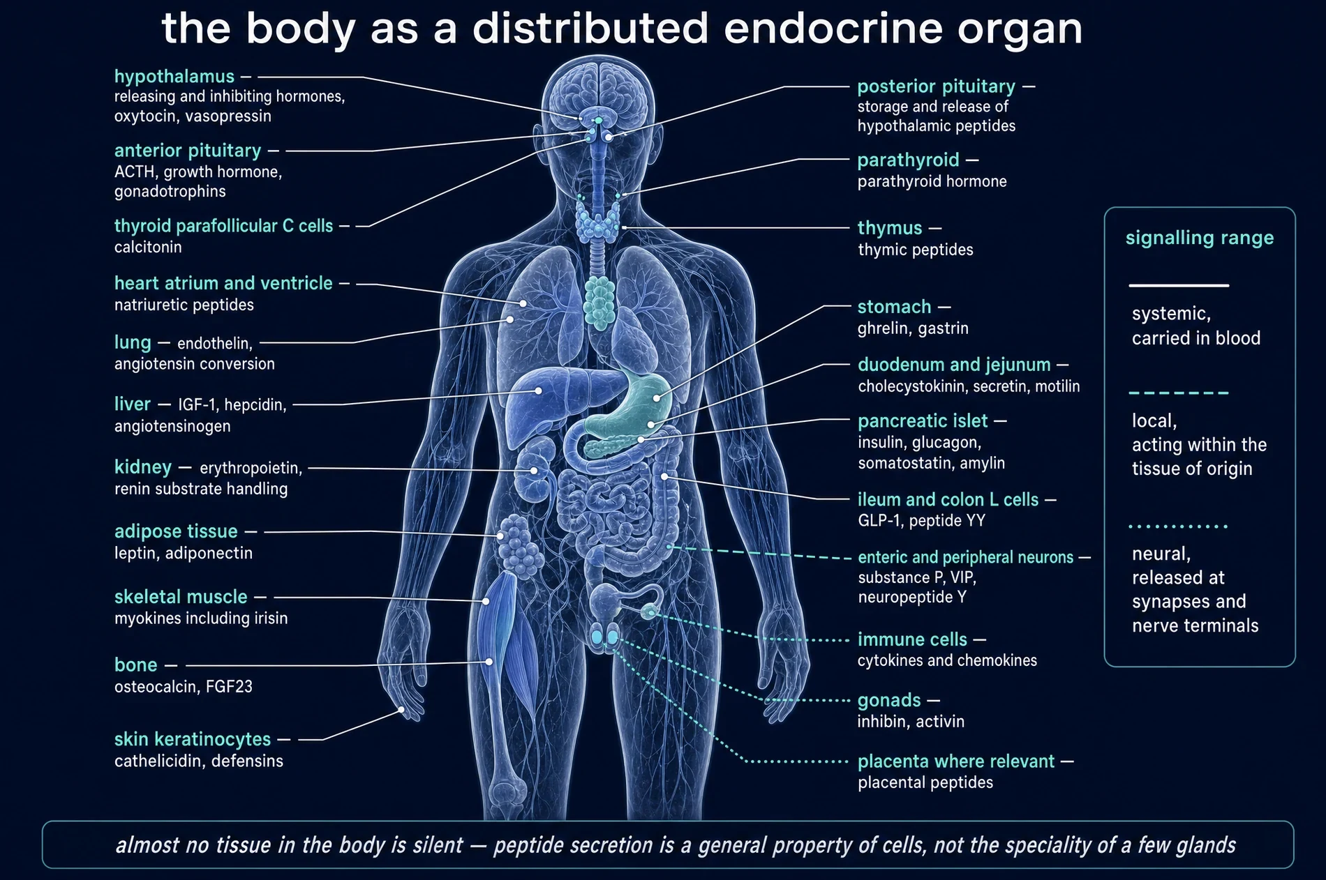 The body as a distributed endocrine organ
