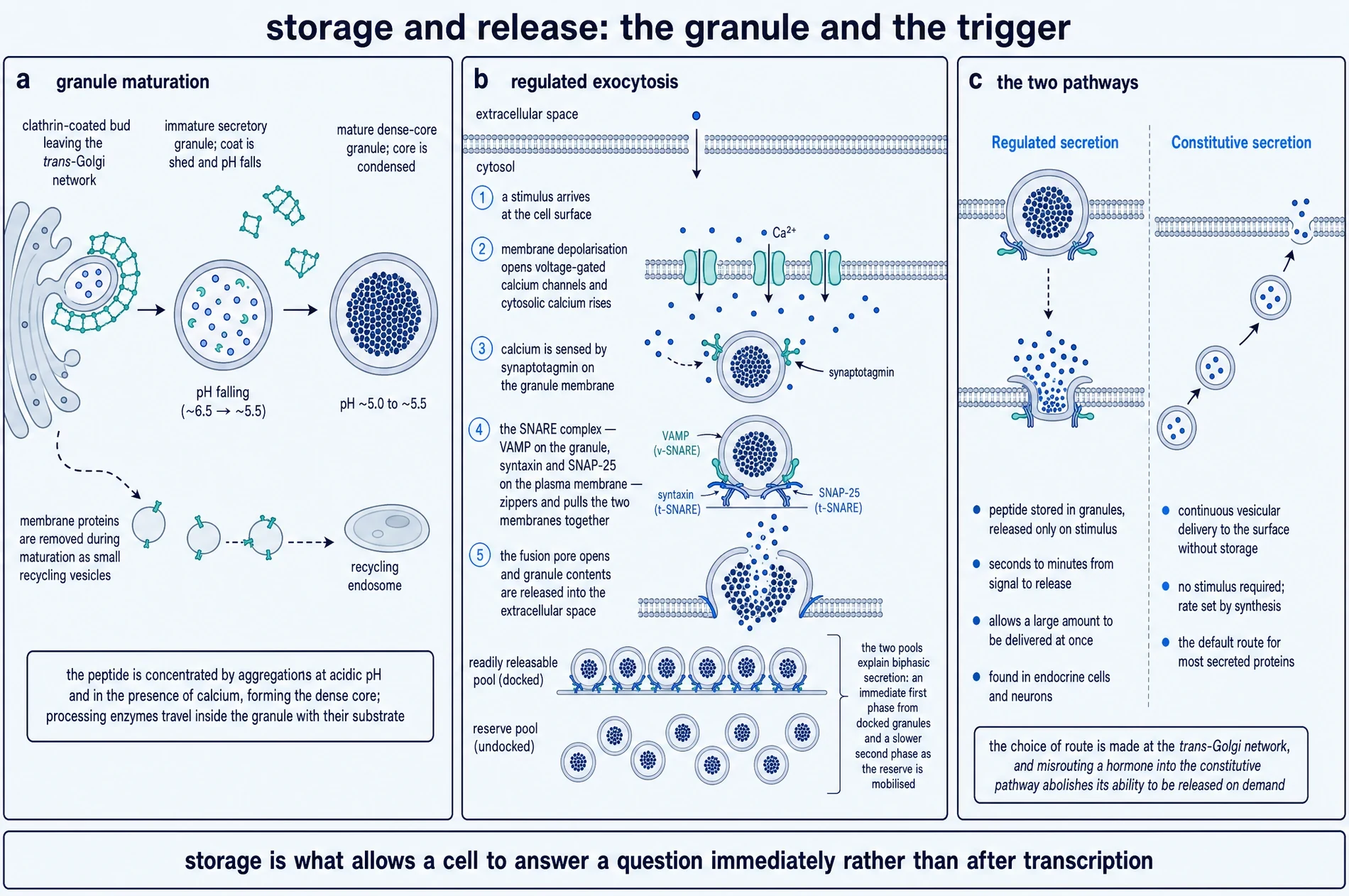 Storage and release: the granule and the trigger