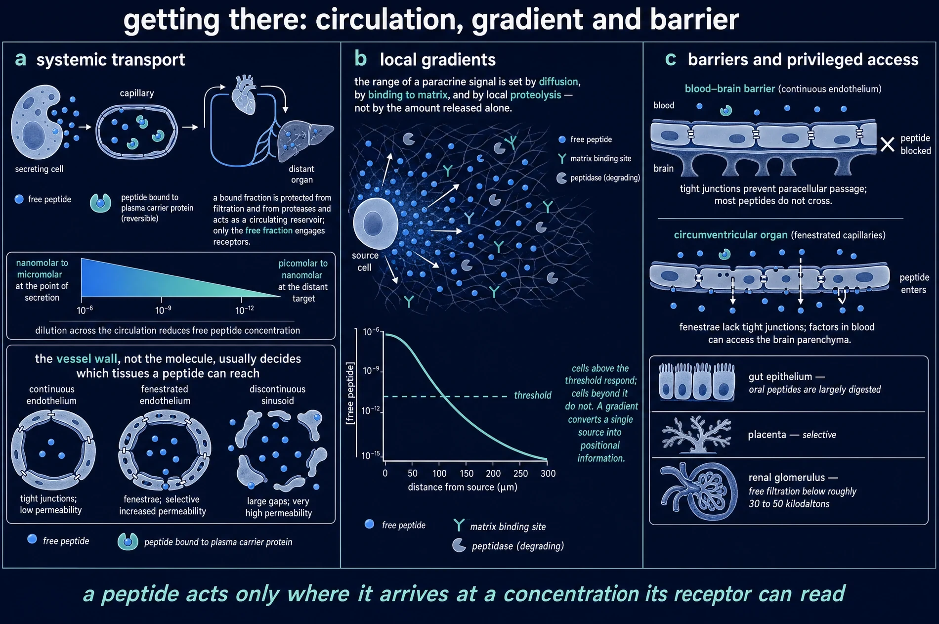 Getting there: circulation, gradient and barrier