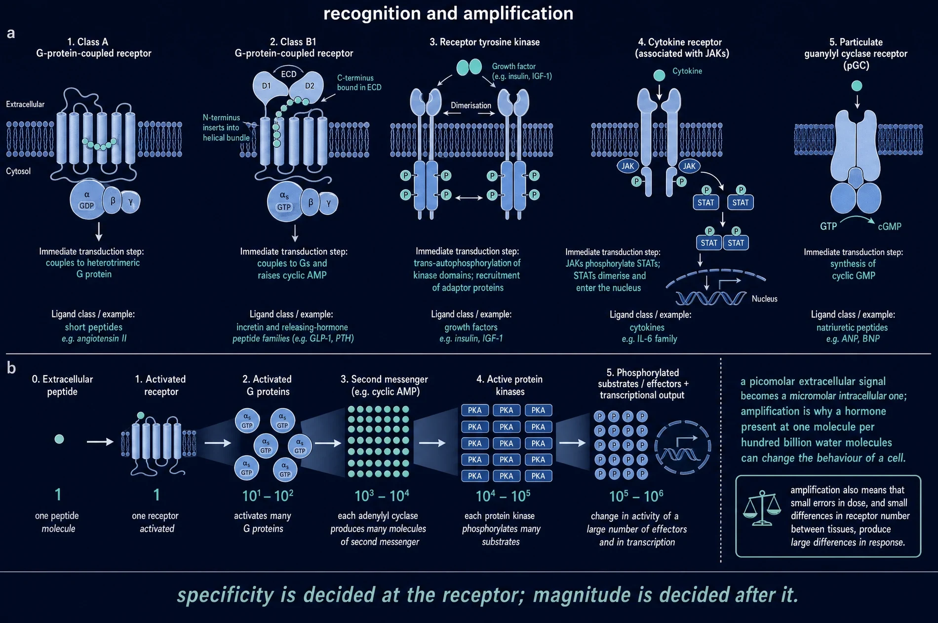 Recognition and amplification
