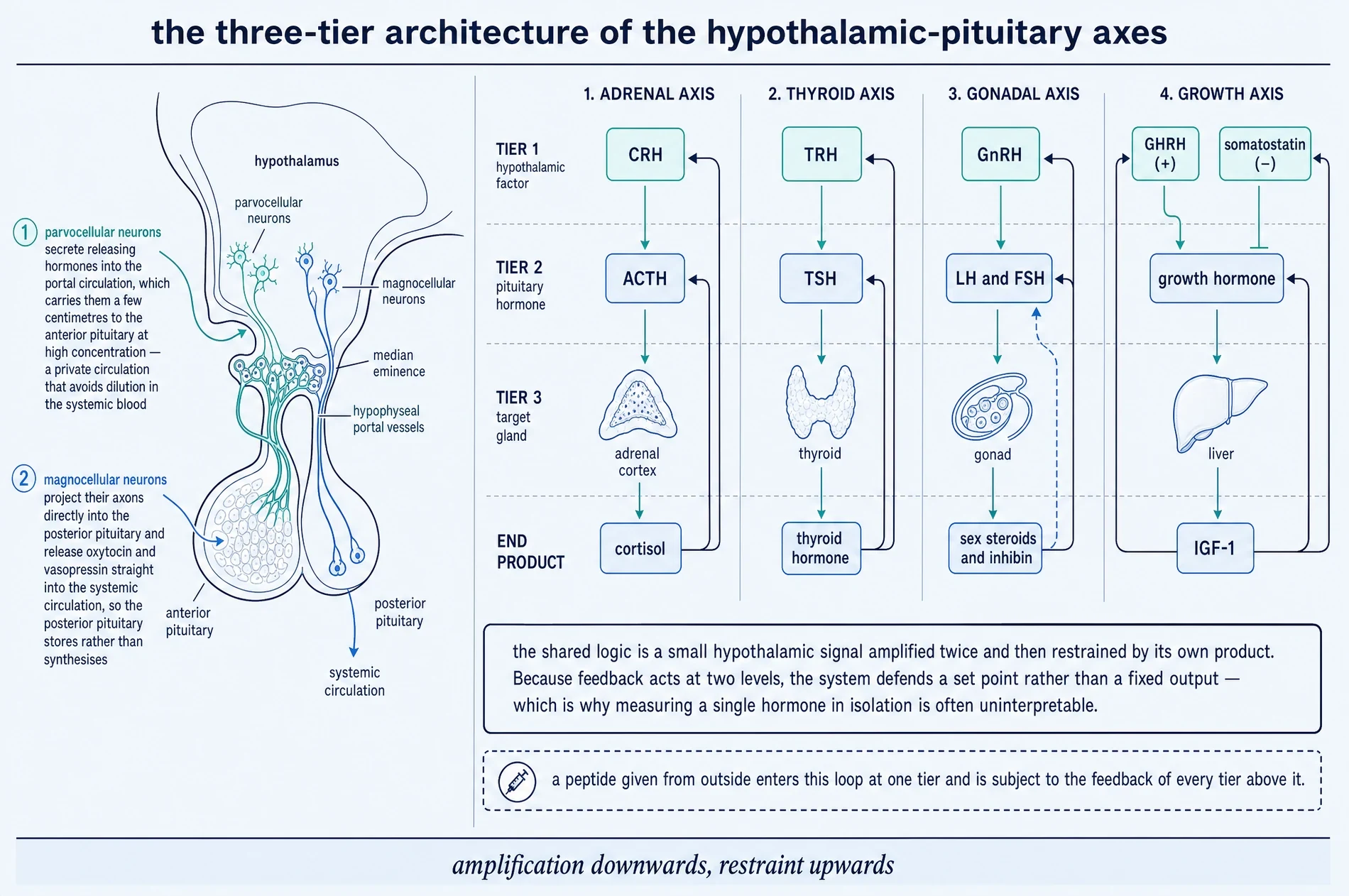 The three-tier architecture of the hypothalamic–pituitary axes