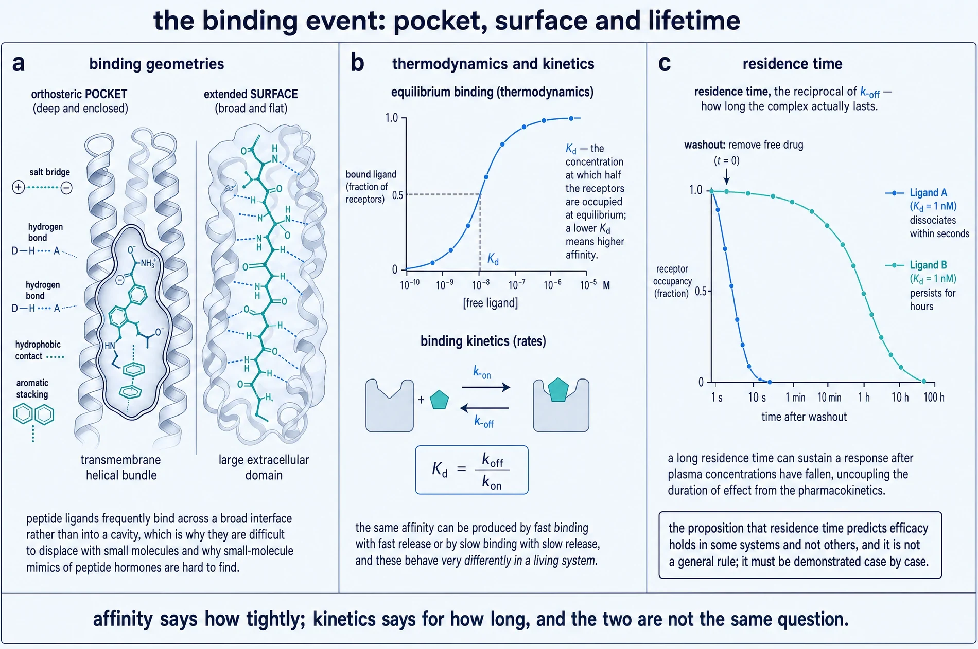 Three-panel plate: binding geometries contrasting an enclosed orthosteric pocket with an extended surface, equilibrium binding and kinetics, and receptor occupancy after washout for two ligands of equal affinity but different dissociation rate