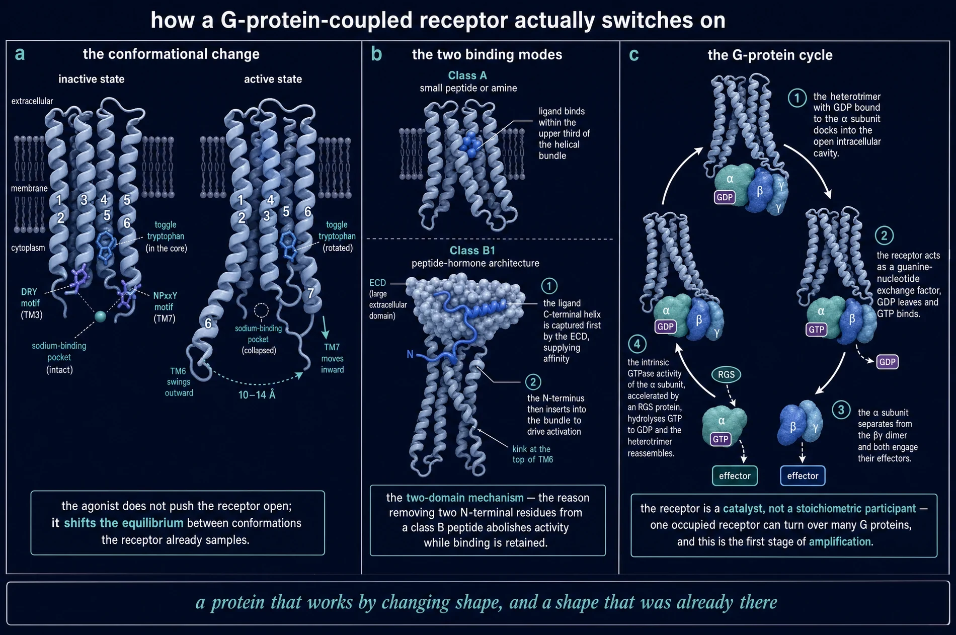 Dark-ground plate showing the inactive and active conformations of a G protein-coupled receptor with the conserved motifs marked, the class A and class B1 binding modes, and the G protein nucleotide-exchange cycle