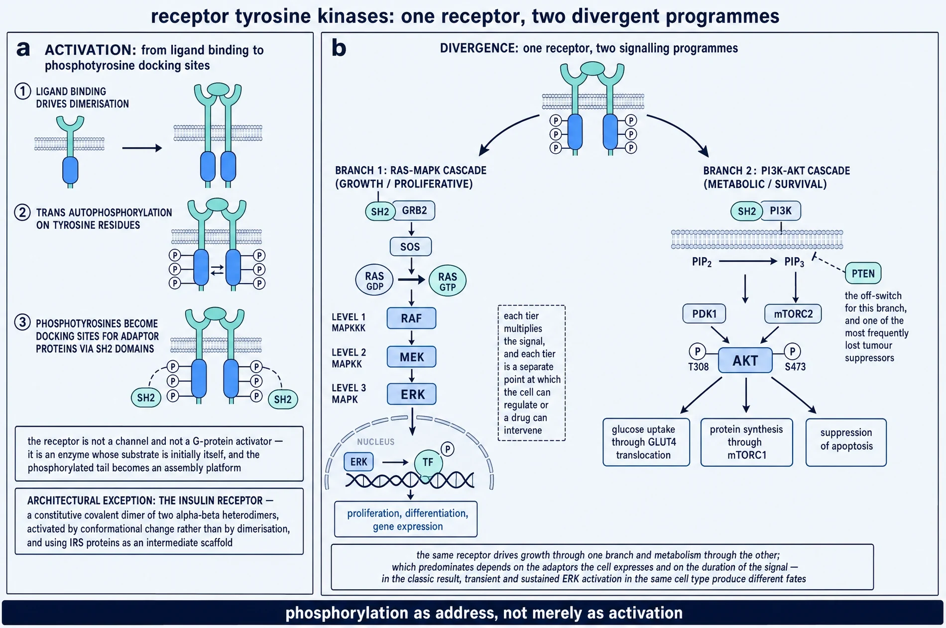 Plate showing receptor tyrosine kinase activation in three steps and the divergence of one receptor into the RAS-MAPK and PI3K-AKT programmes, with the insulin receptor named as an architectural exception