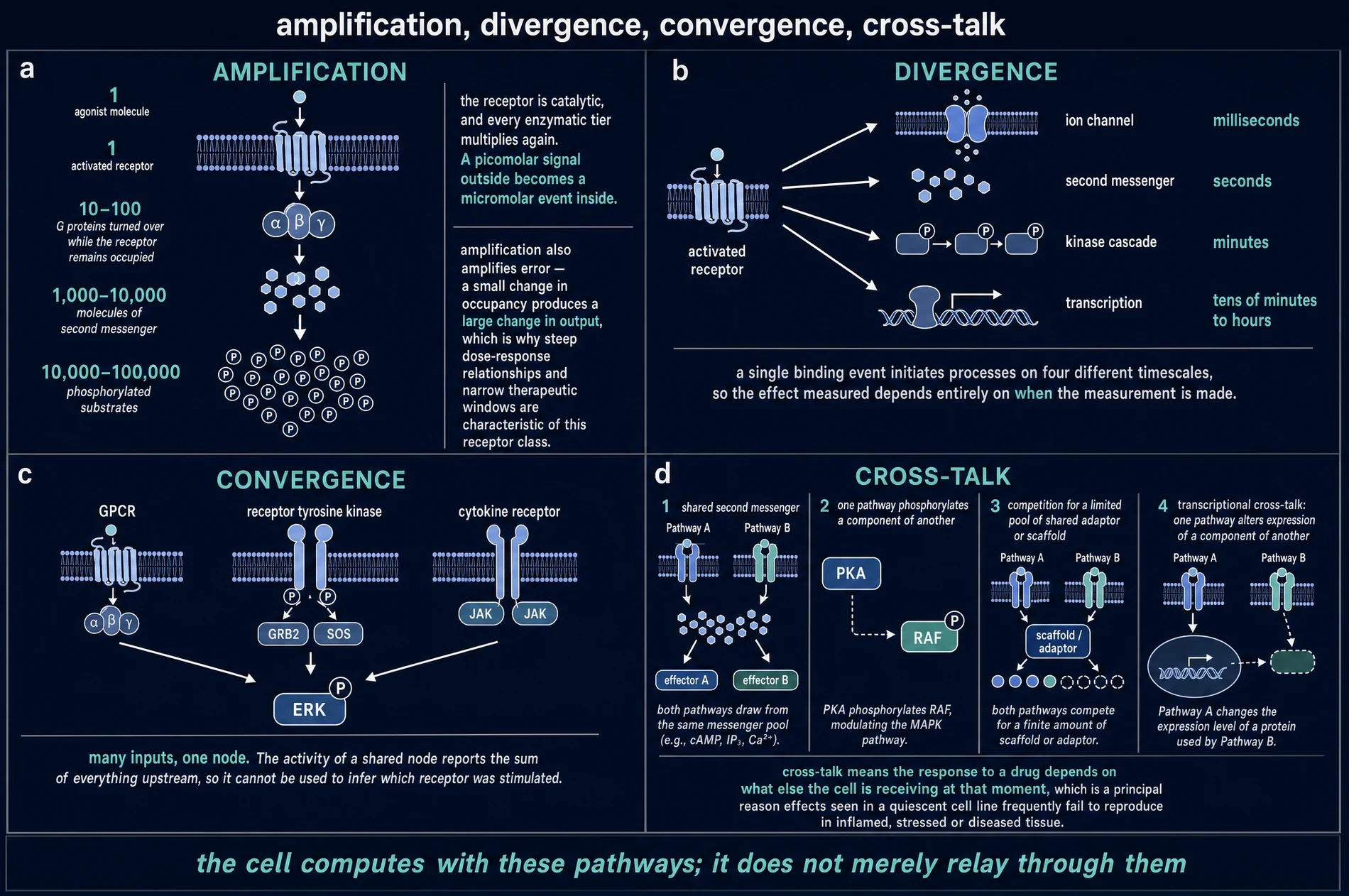 Dark-ground plate showing amplification counts stage by stage, divergence into four timescales, convergence of three receptor classes on one node, and four mechanisms of pathway cross-talk