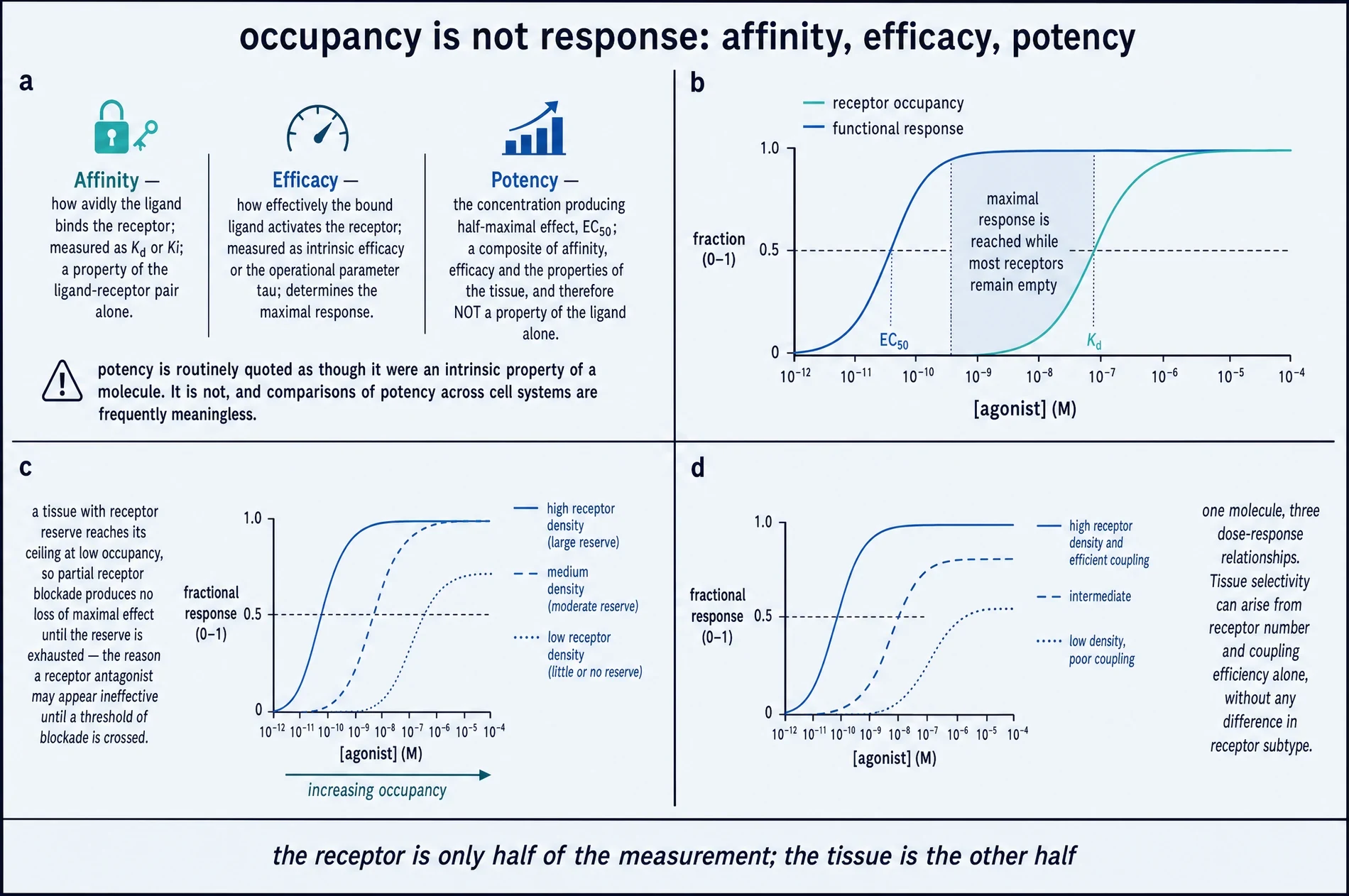 Four-panel plate defining affinity, efficacy and potency, plotting occupancy against functional response, and showing dose-response families for three receptor densities and three coupling efficiencies