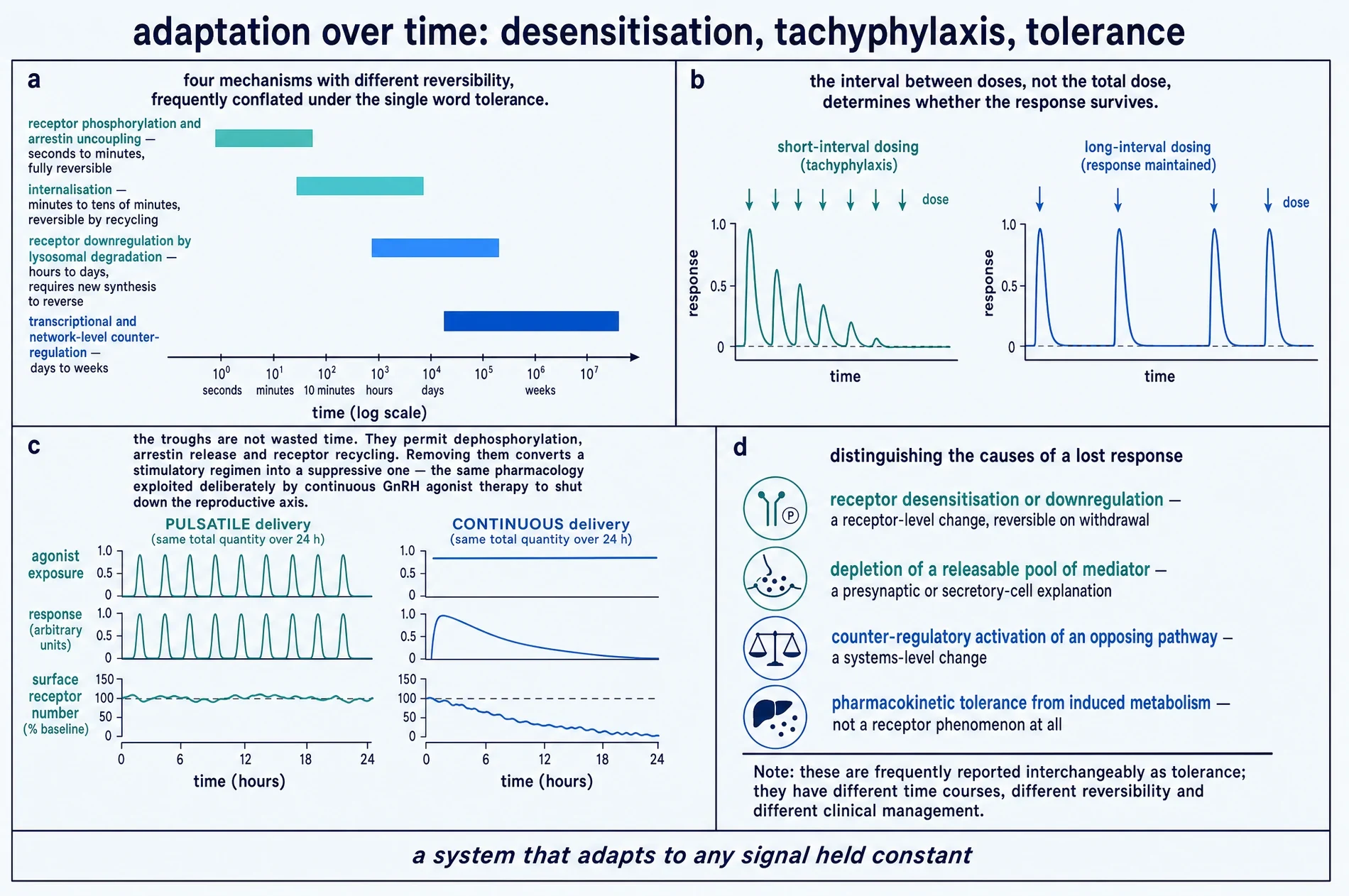 Plate placing four adaptation mechanisms on a logarithmic time axis, contrasting short-interval and long-interval dosing, contrasting pulsatile and continuous delivery with surface receptor number, and distinguishing four causes of a lost response
