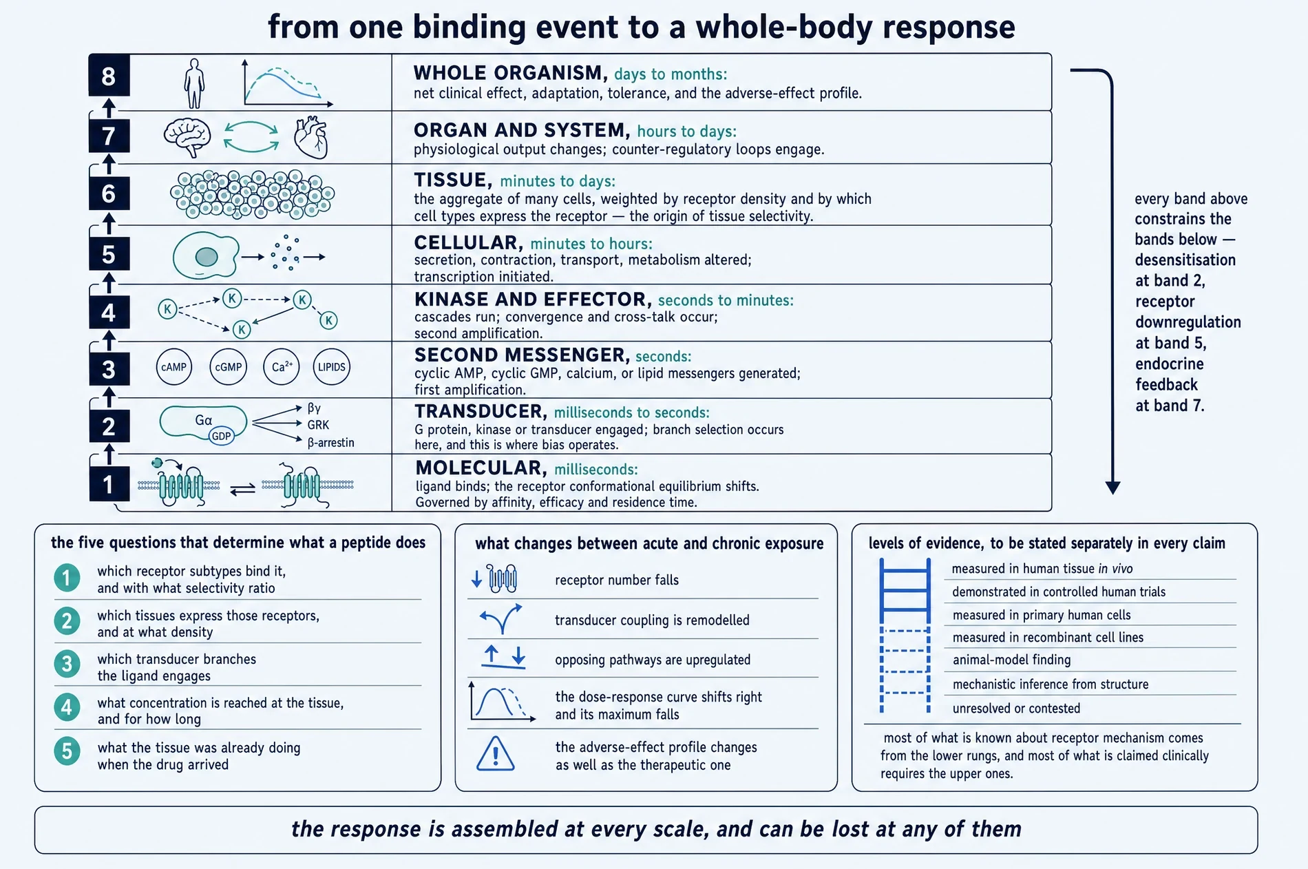 Plate showing eight nested scales from the molecular binding event to the whole organism, the five questions that determine what a peptide does, what changes between acute and chronic exposure, and a levels-of-evidence ladder