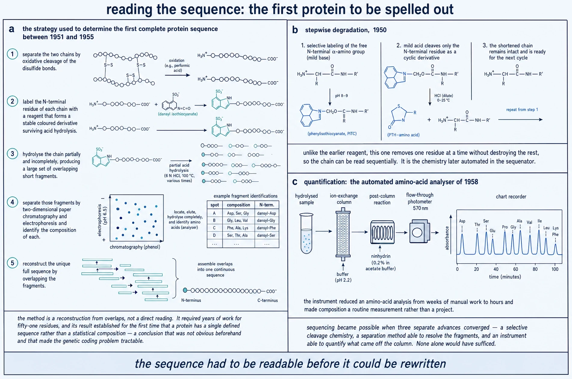Diagram of the strategy used to determine the first complete protein sequence, of stepwise N-terminal degradation, and of the automated amino-acid analyser