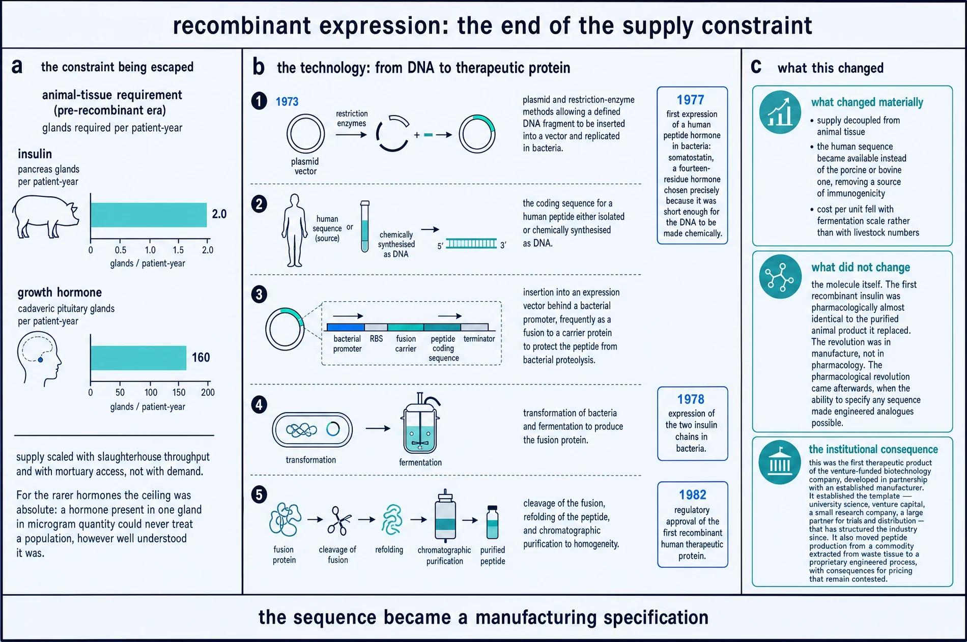 Diagram of the animal-tissue supply constraint, the five stages of recombinant expression from DNA to purified therapeutic peptide, and what the technology changed