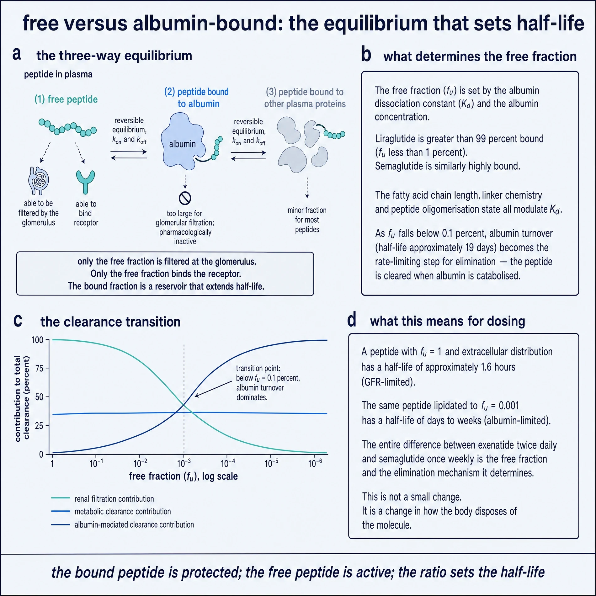 Free versus albumin-bound peptide equilibrium