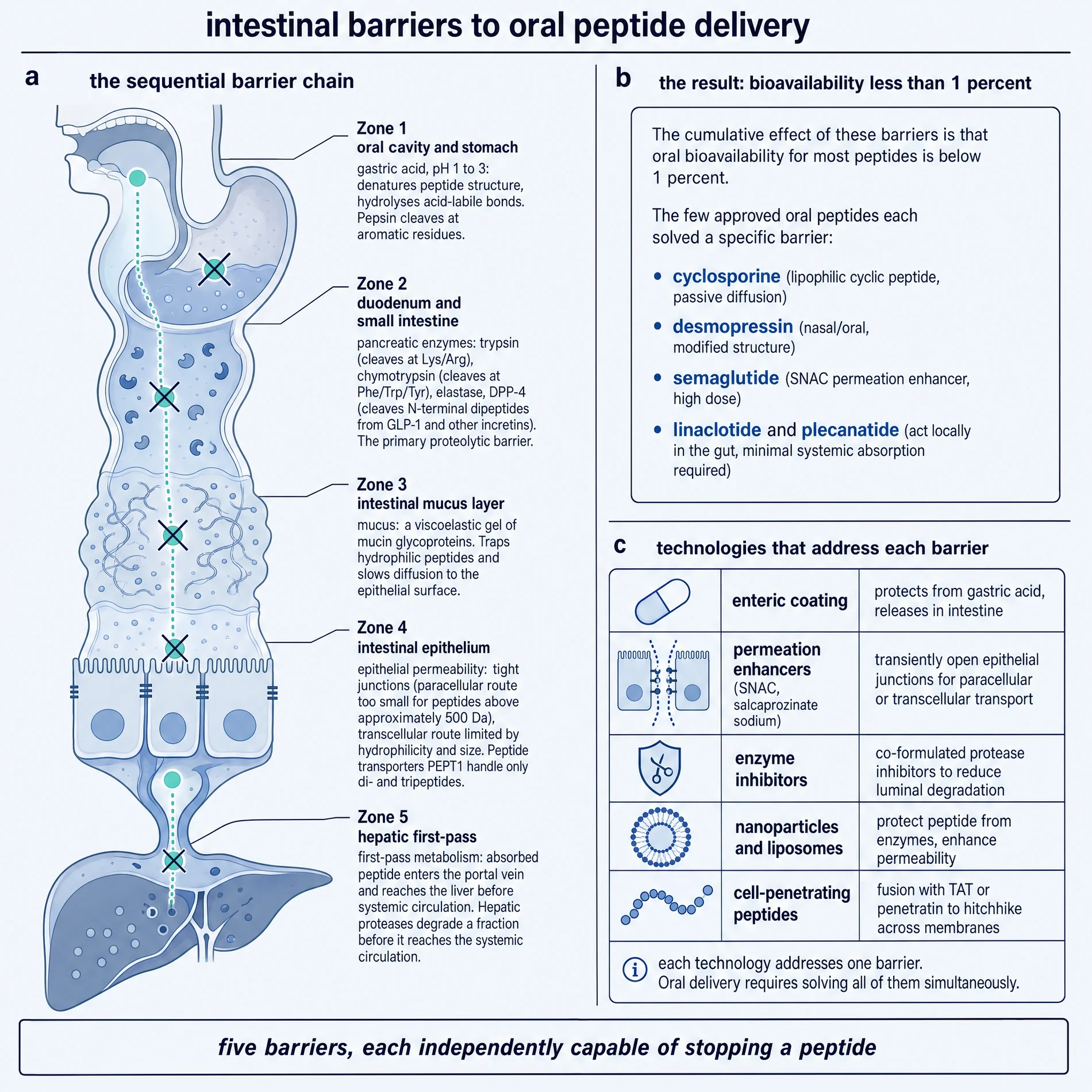 Intestinal barriers to oral peptide delivery