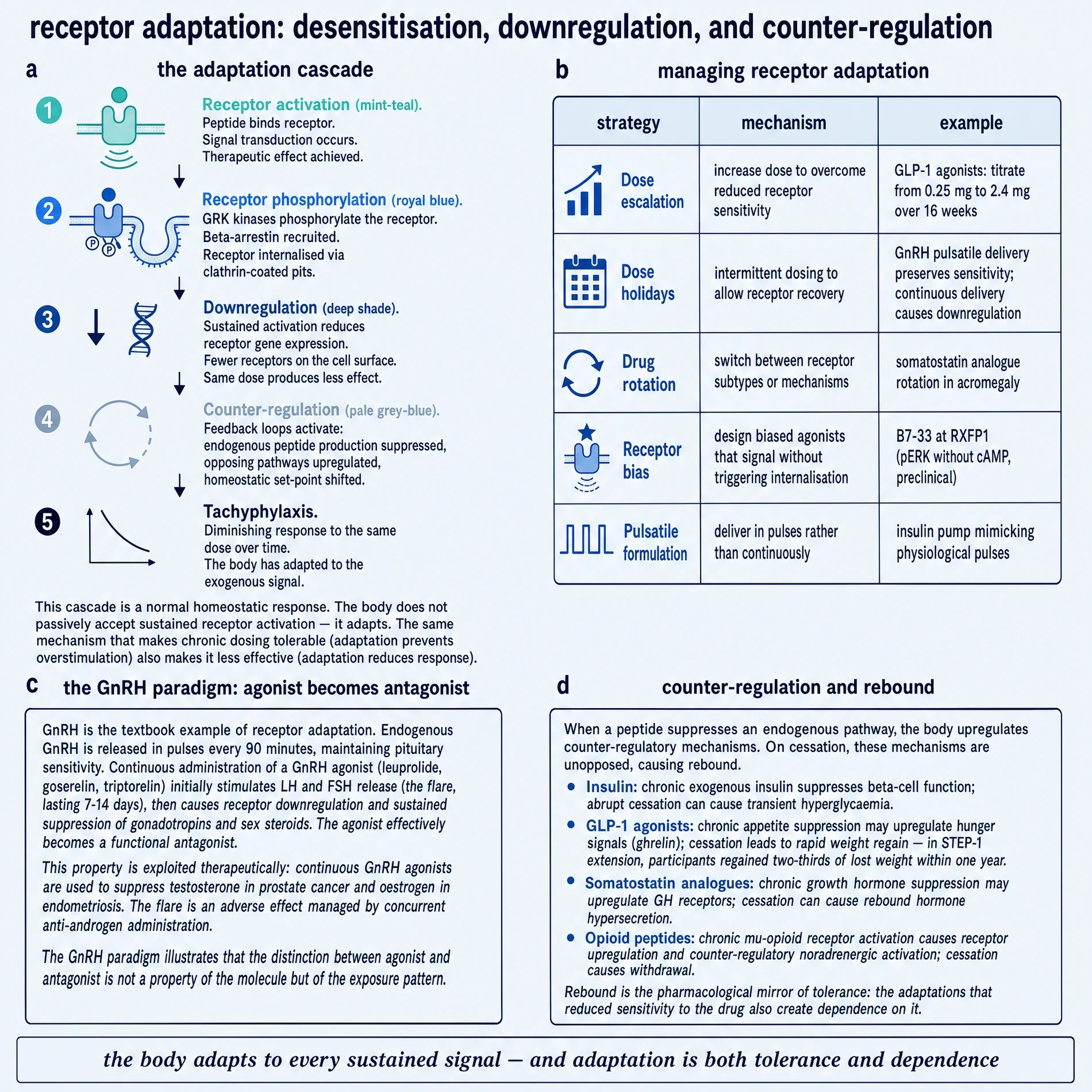 Receptor adaptation: desensitisation, downregulation, and counter-regulation
