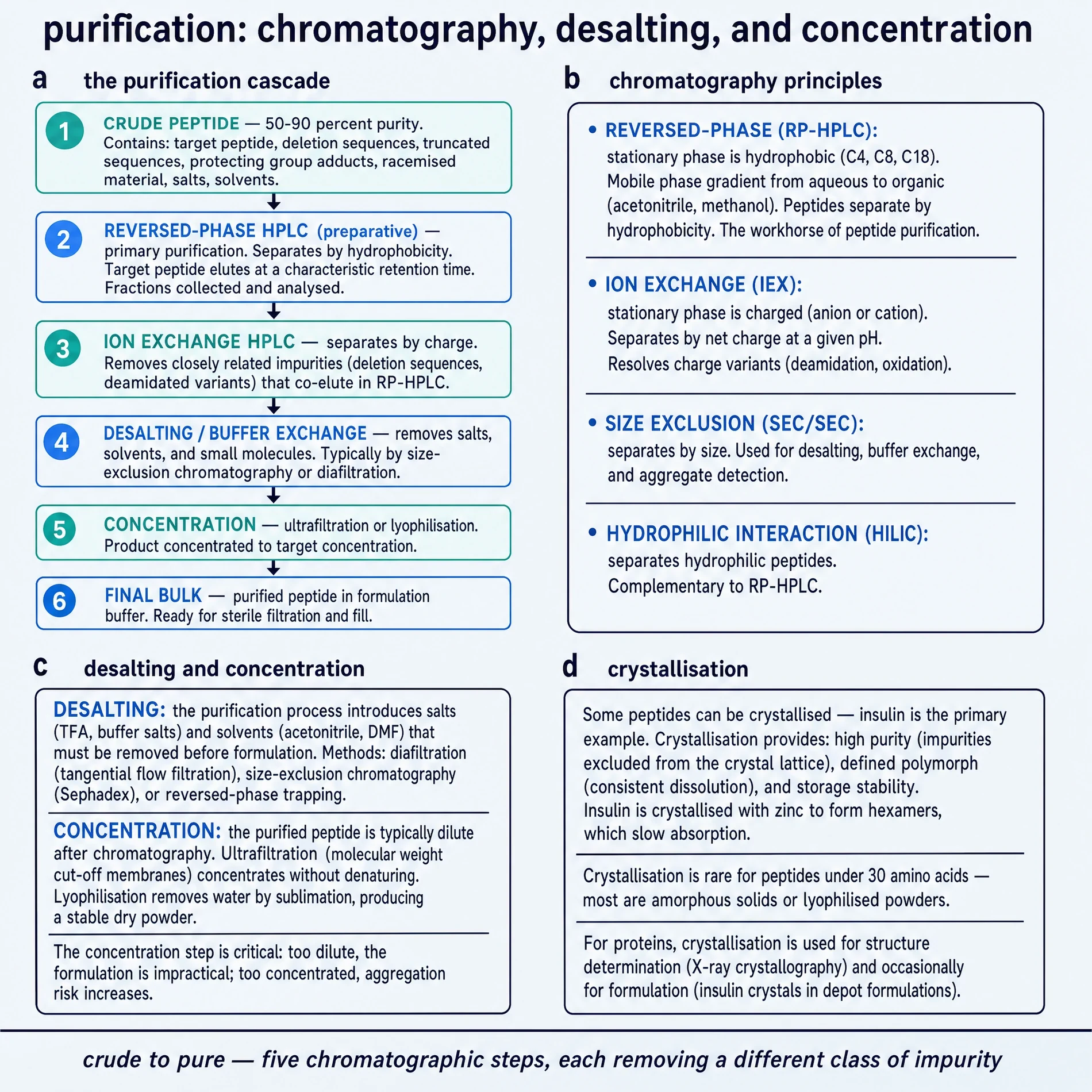 Purification: chromatography, desalting, and concentration.