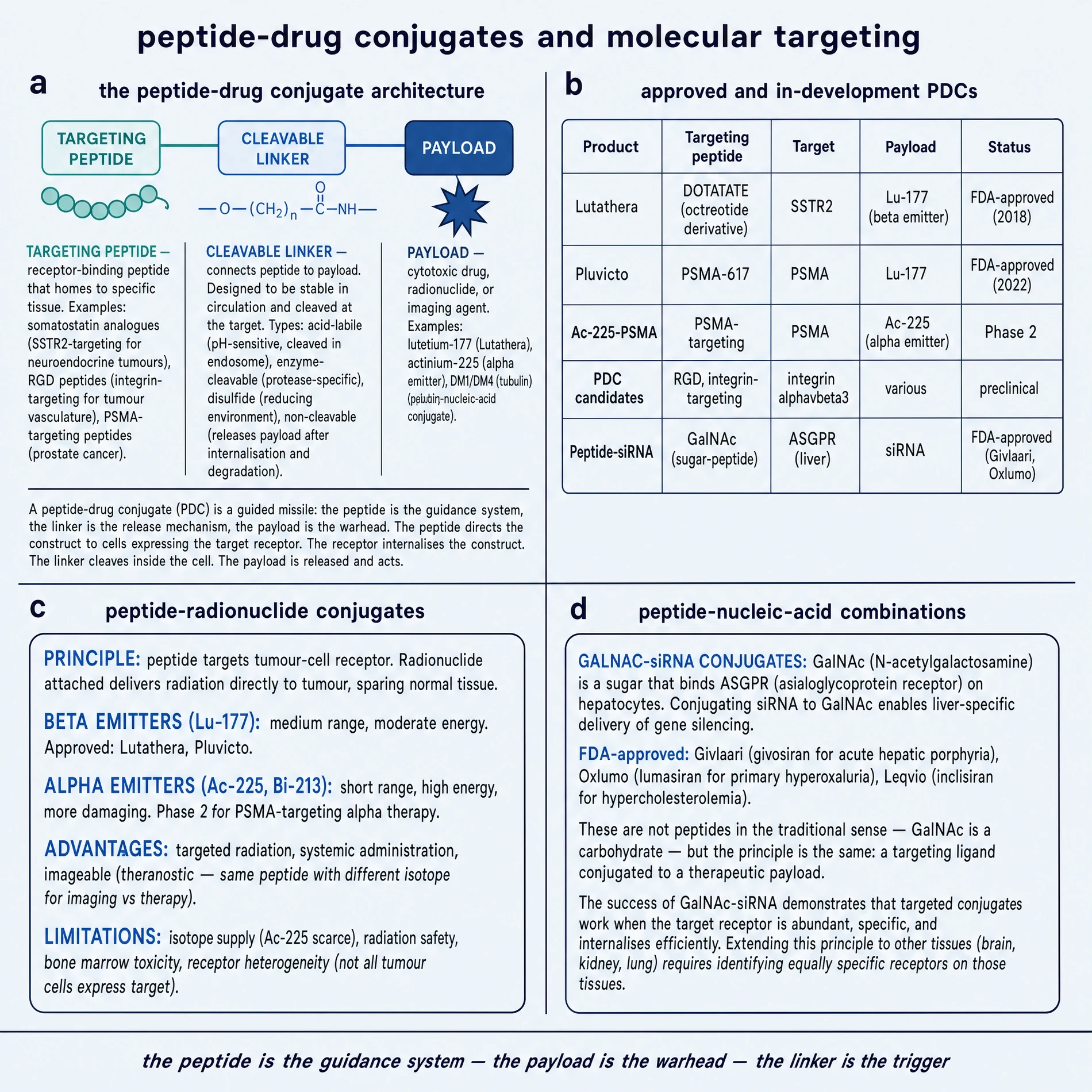 Peptide–drug conjugates