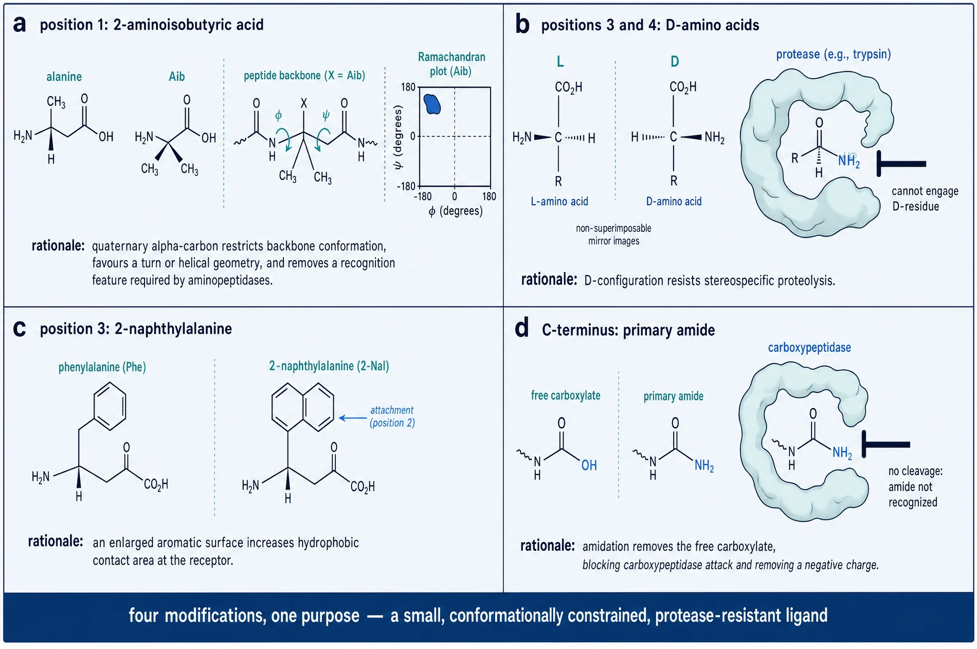 Four panels showing the design rationale for Aib, D-amino acids, 2-naphthylalanine and the C-terminal amide