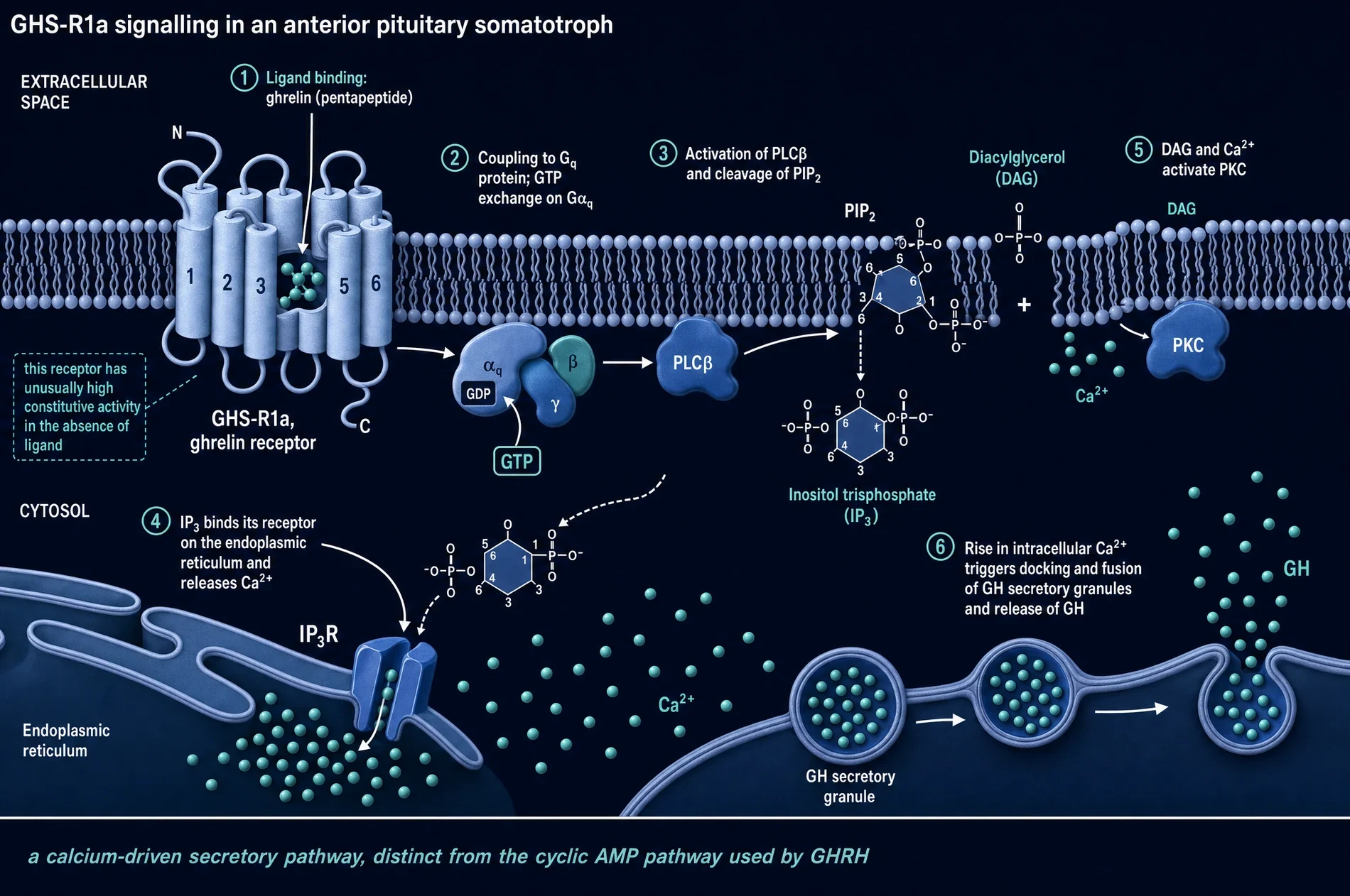 Signalling schematic from receptor binding to growth hormone granule fusion in a somatotroph