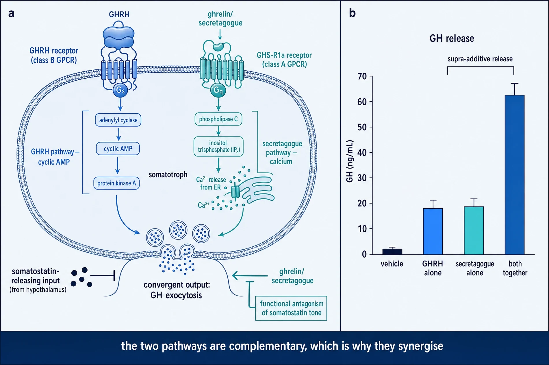 Two receptors on one somatotroph converging on growth hormone release, with a synergy bar chart