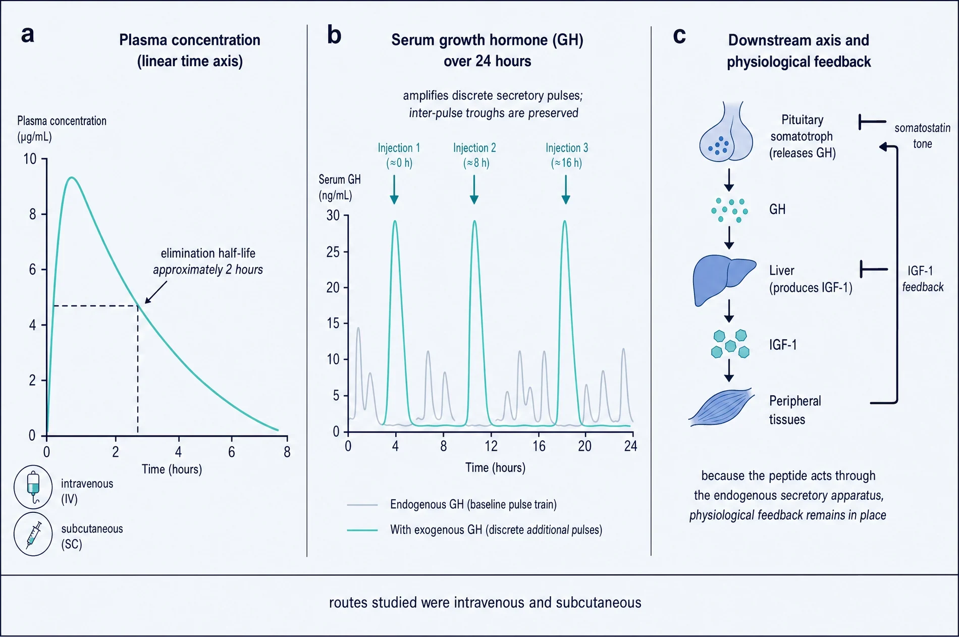 Plasma concentration curve, 24-hour growth hormone pulse train, and the downstream axis