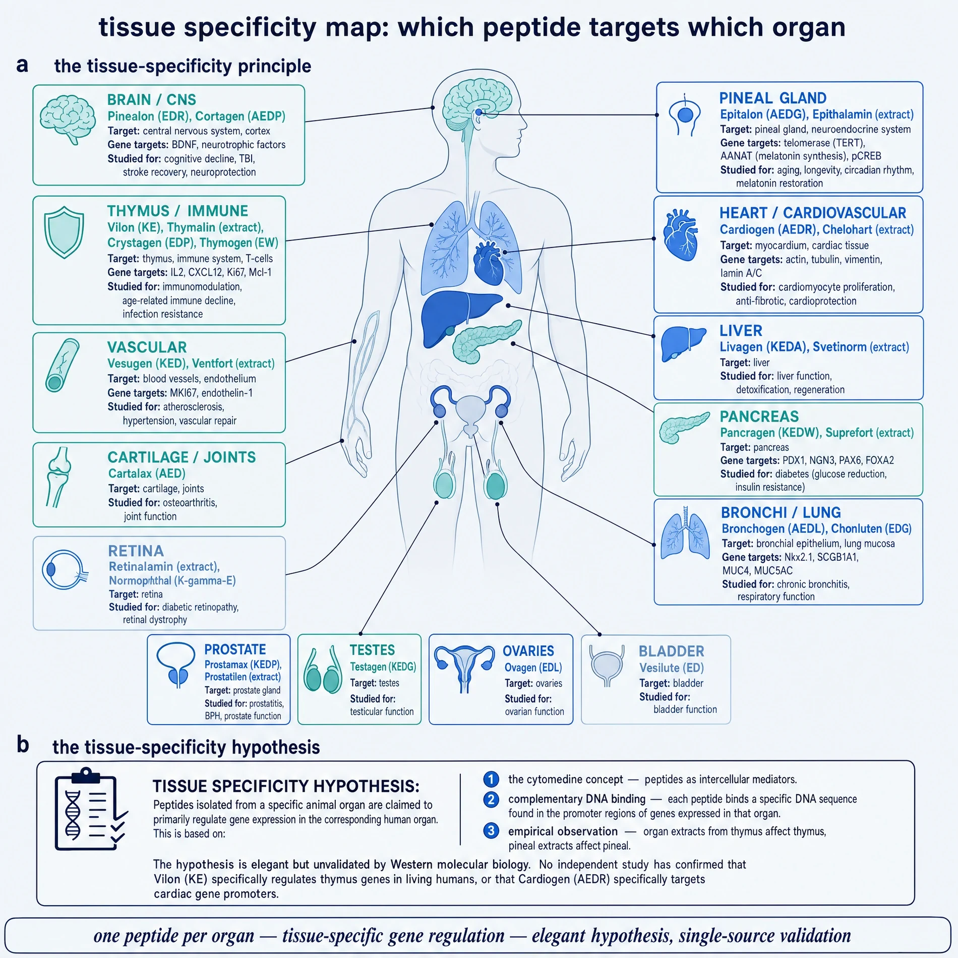 Tissue-specificity map of Khavinson peptides by organ