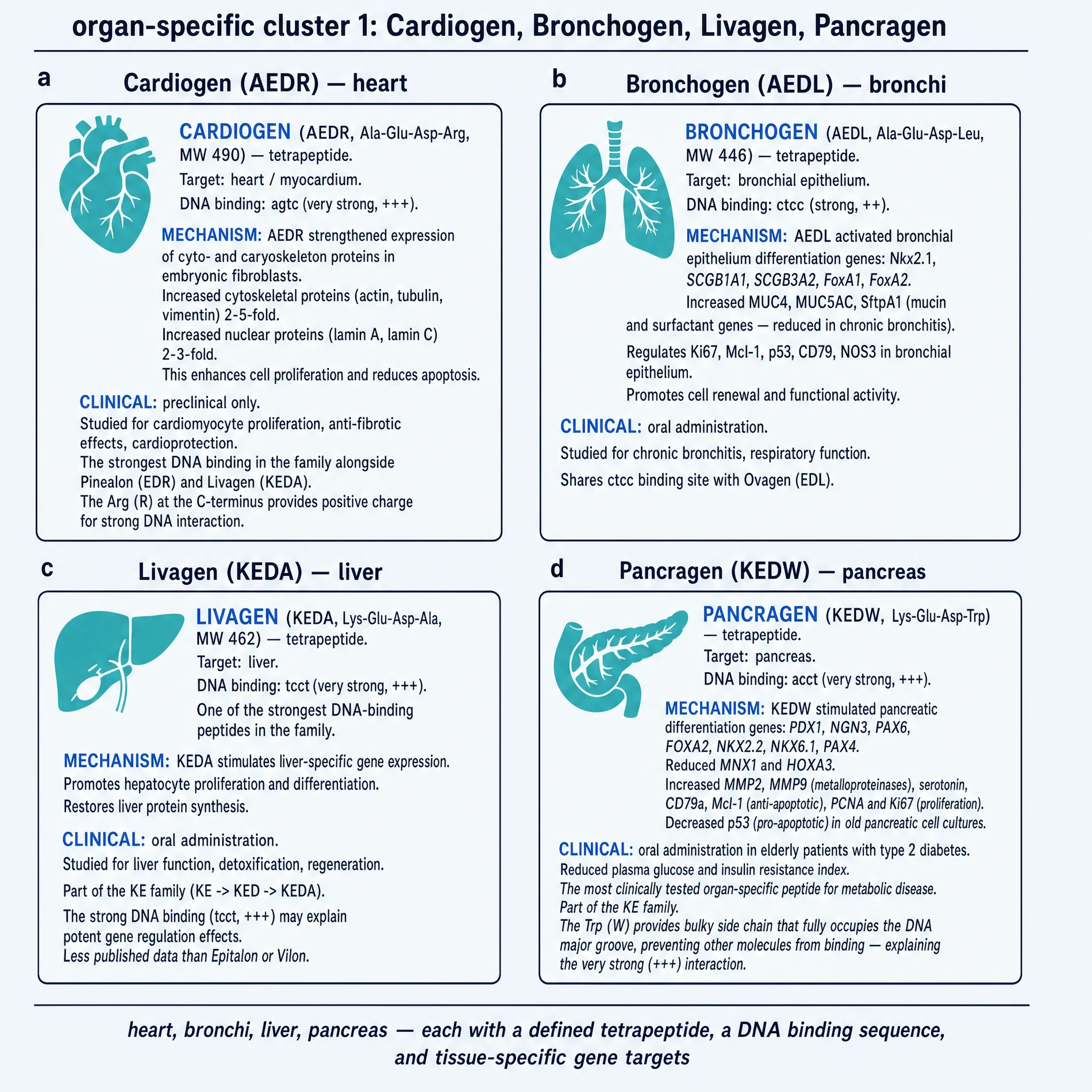 Organ cluster: Cardiogen, Bronchogen, Livagen, Pancragen