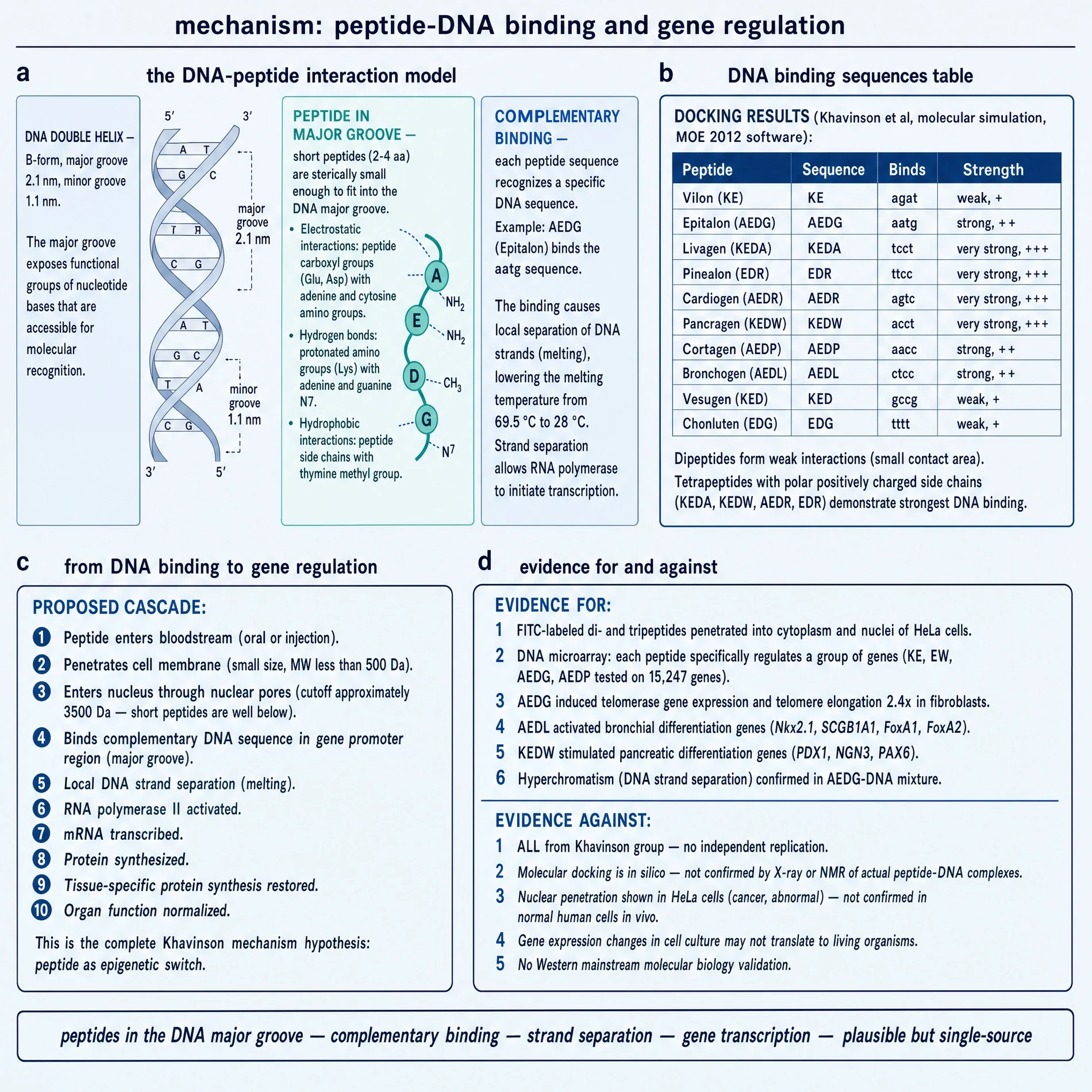 Proposed peptide-DNA binding and gene-regulation cascade