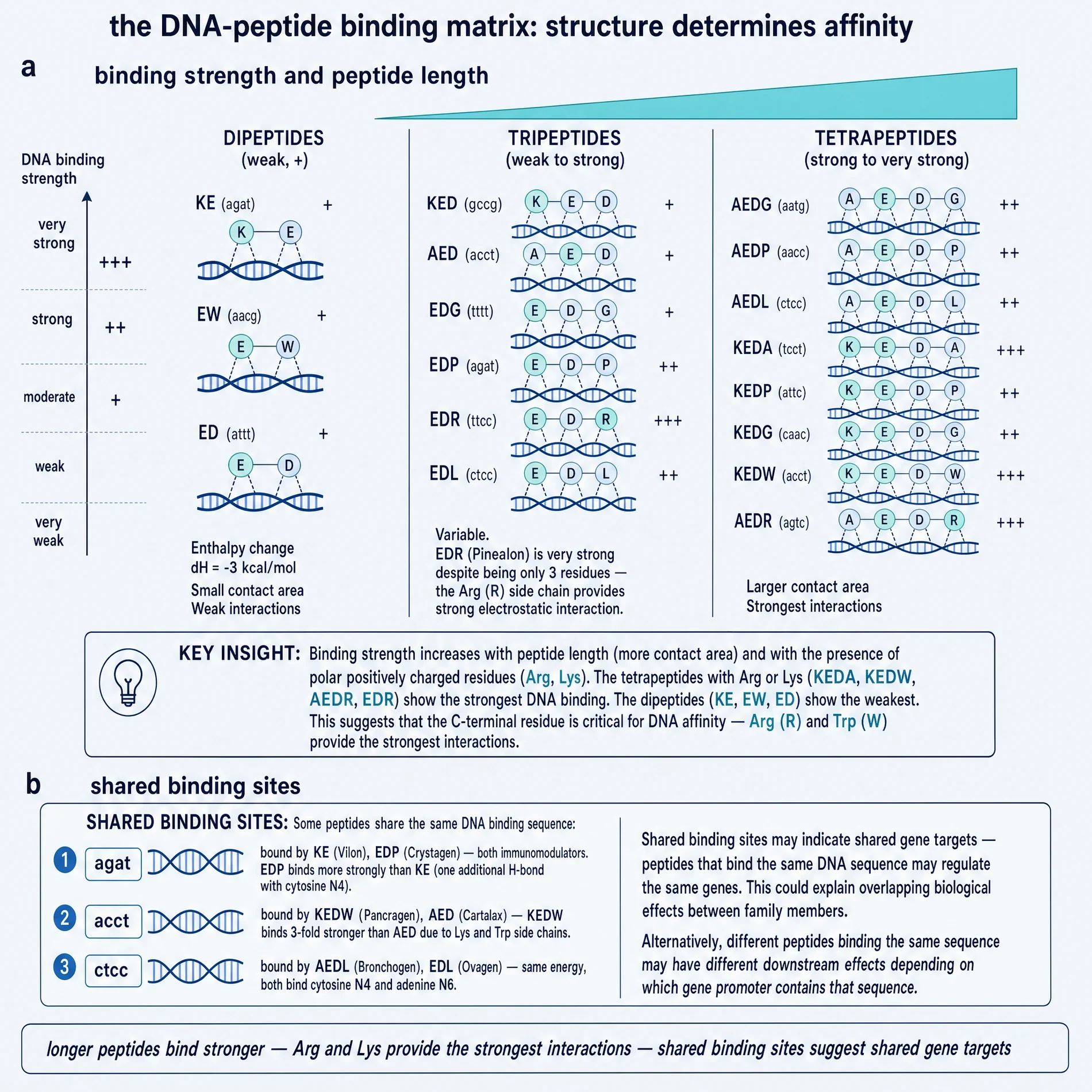 DNA-peptide binding strength matrix